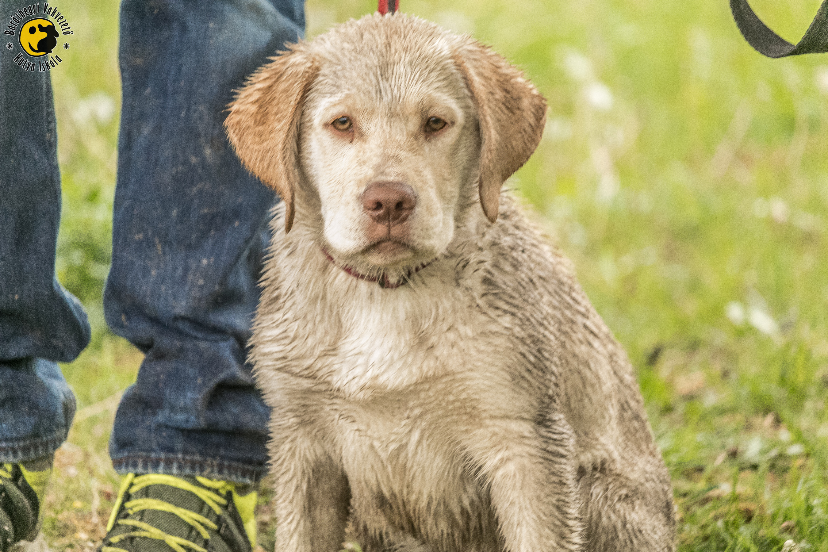 April showers bring not only May flowers but guide dogs
