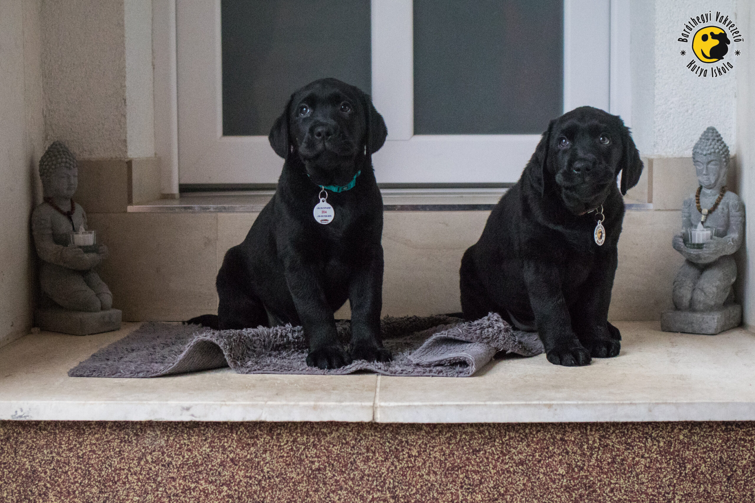 Guide dogs have a serious task