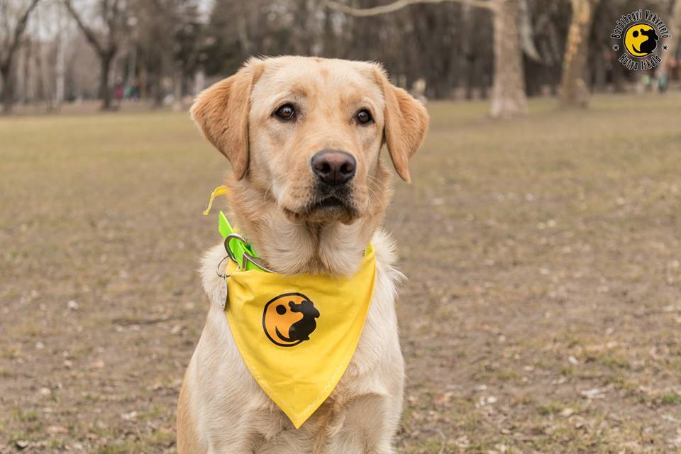 Kiwi mindig tettre kész