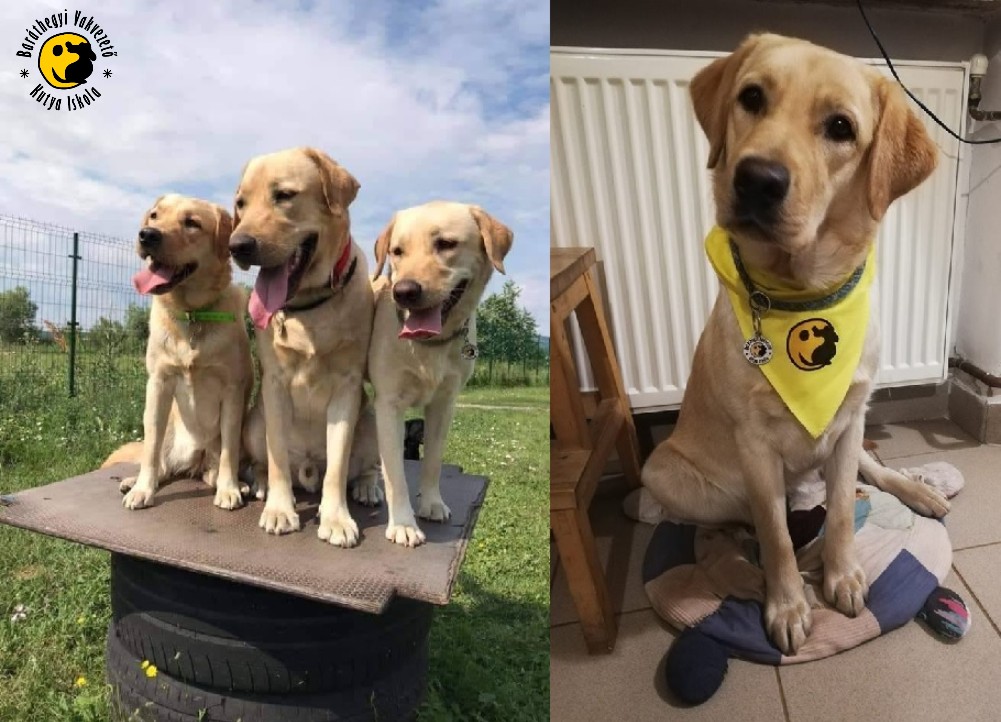 Kiwi és Kürtös a tanulás egy új szakaszába lépett