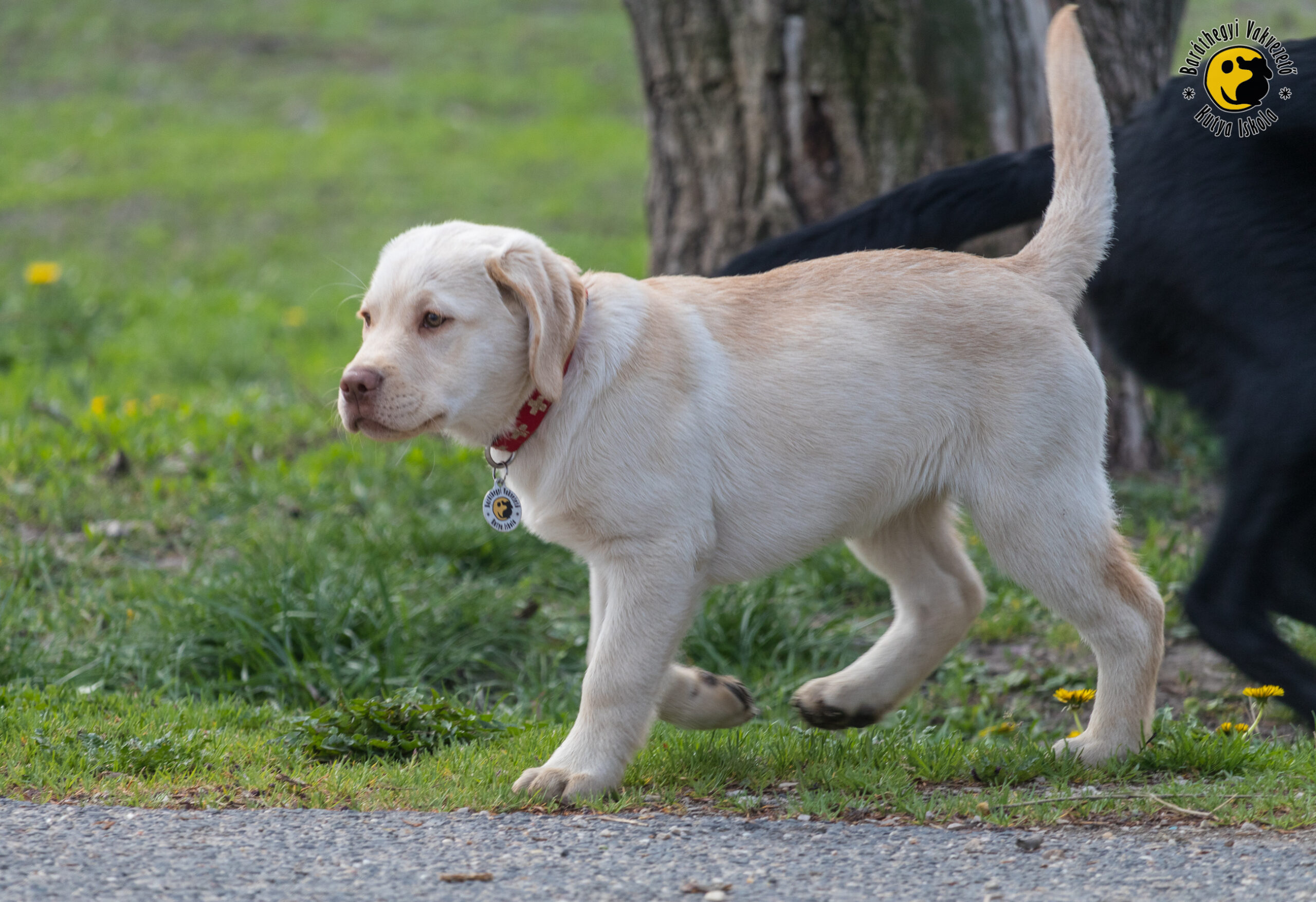 Raising a guide dog student is a noble task