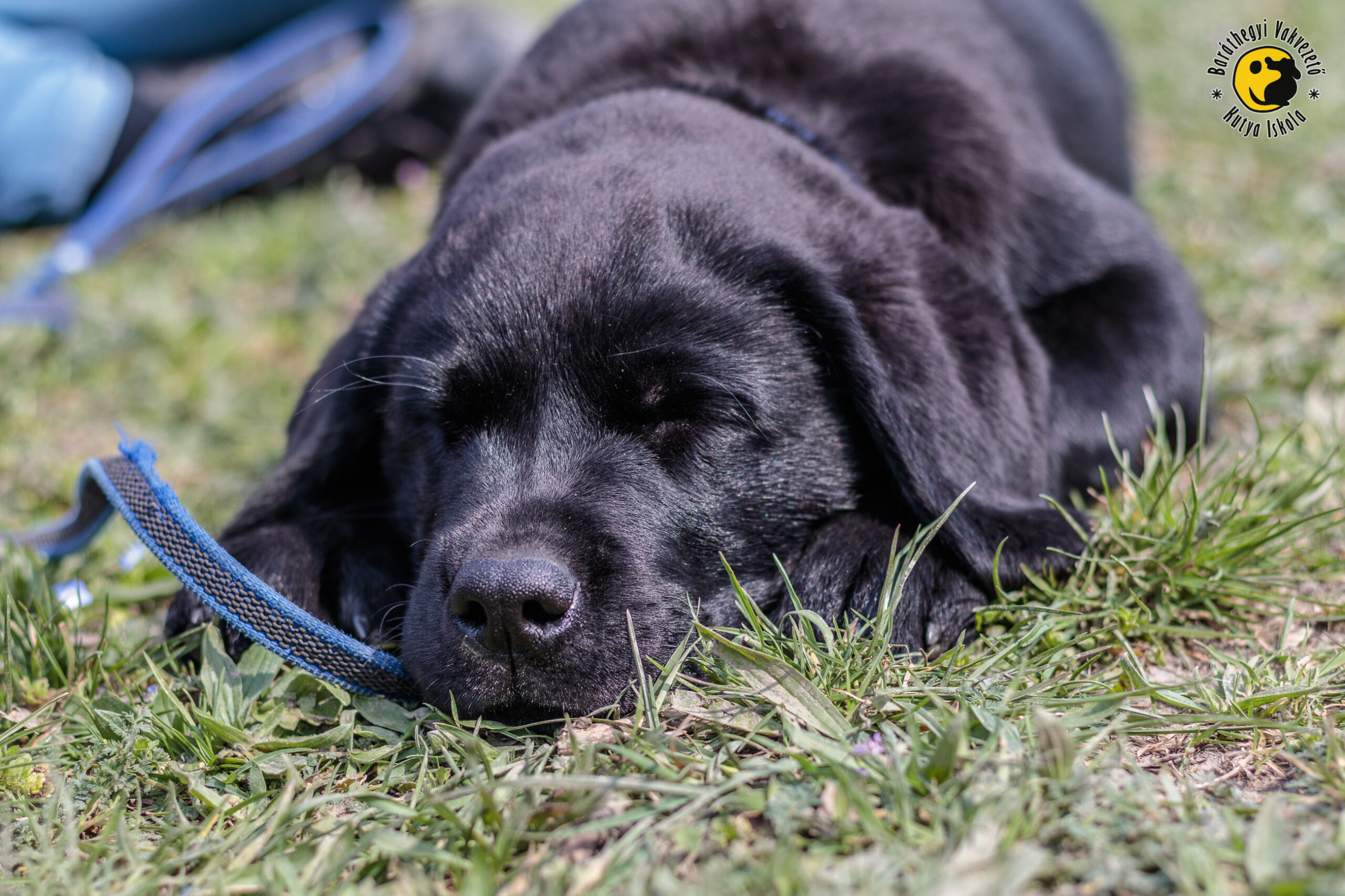 Gazdát keres Legenda