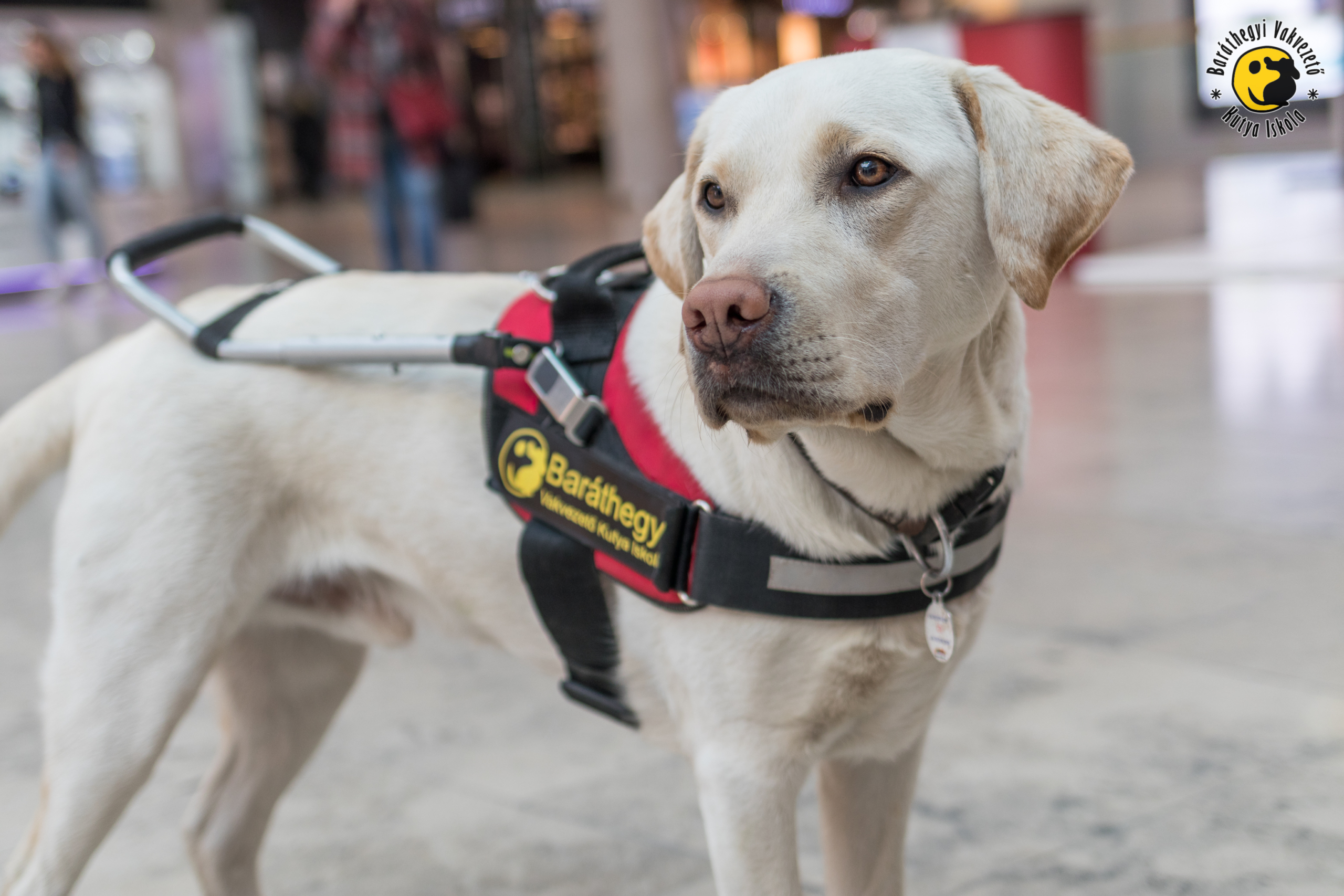 Sándort és Ikont nem engedték be az IKEA éttermébe