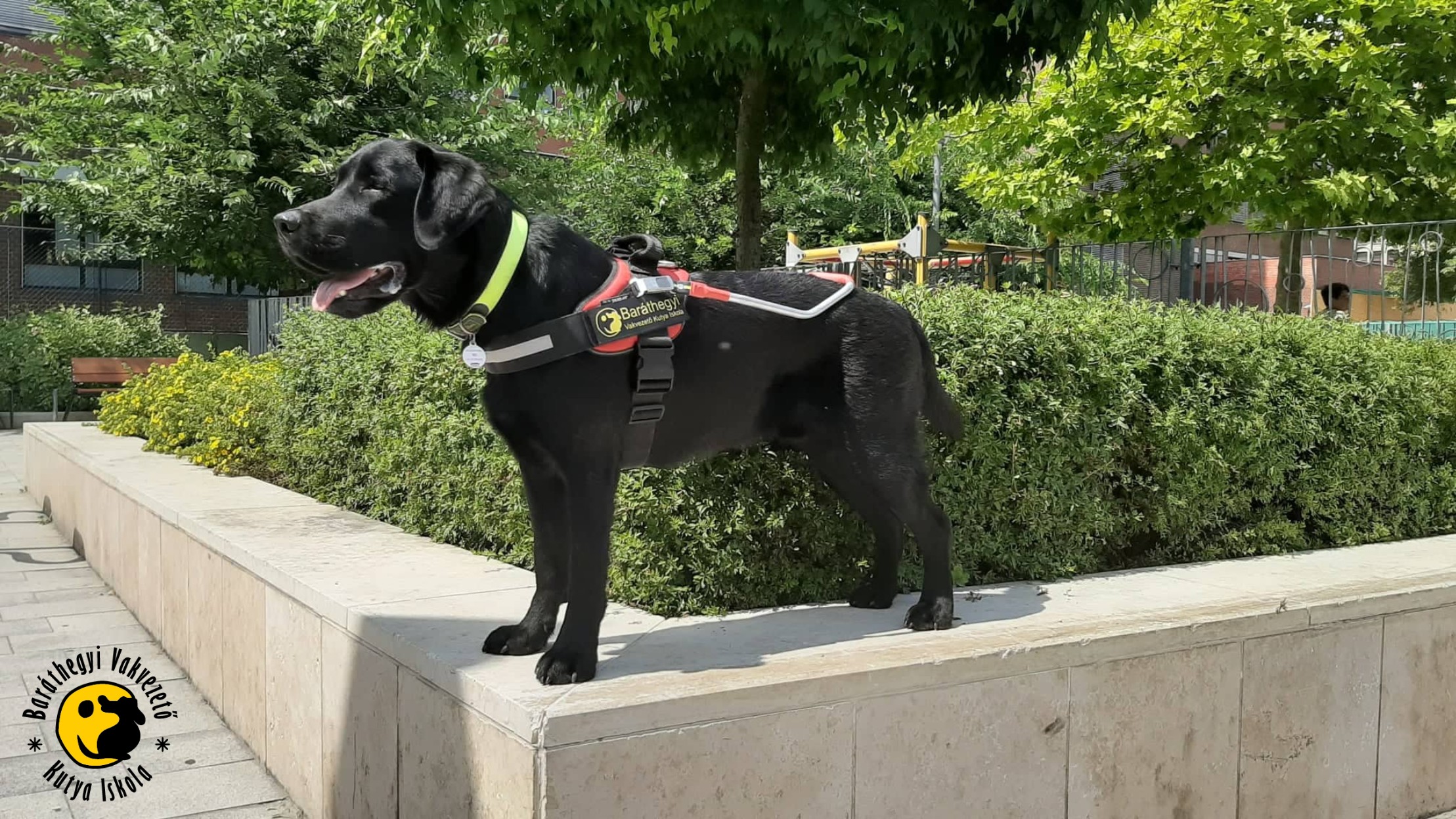 Géniusz szorgalmasan tanul