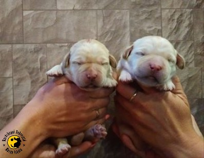 There are two new puppies in our group