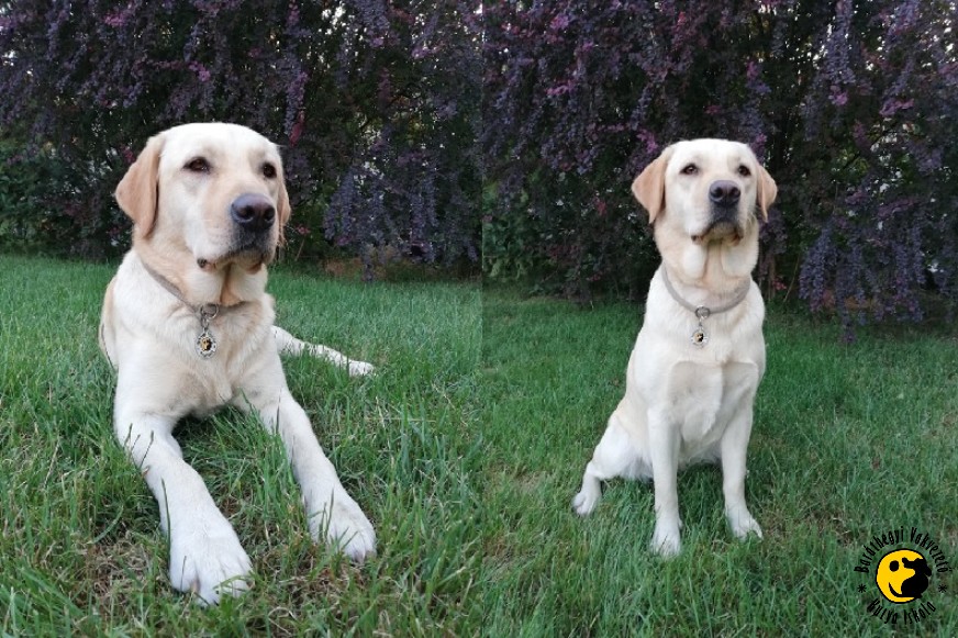 Körte continues her studies at our trainer