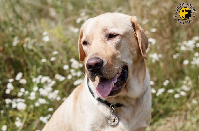 Kürtös a képzés következő szakaszába lép