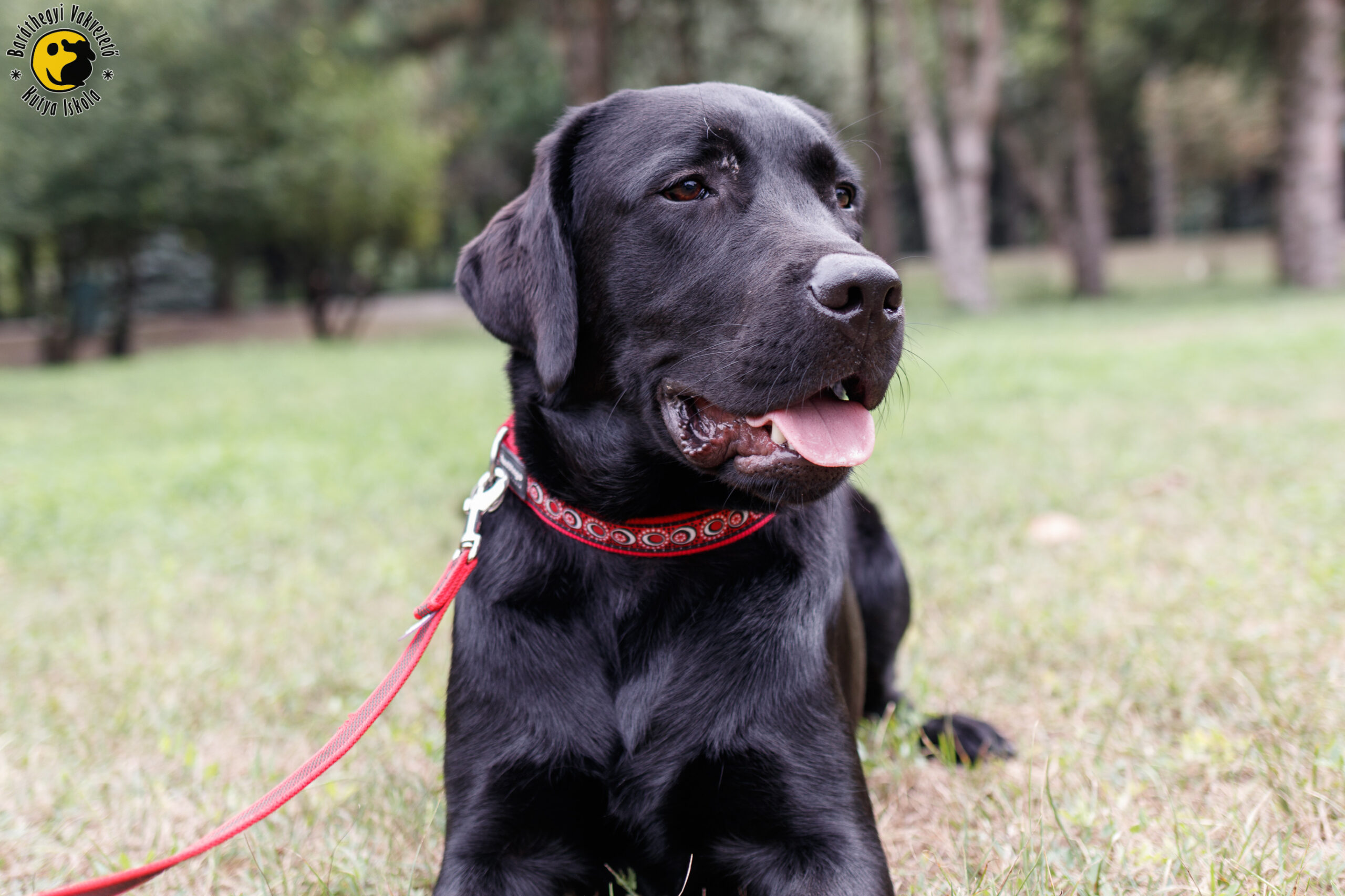 Artúr imádja az embereket és a kutyákat