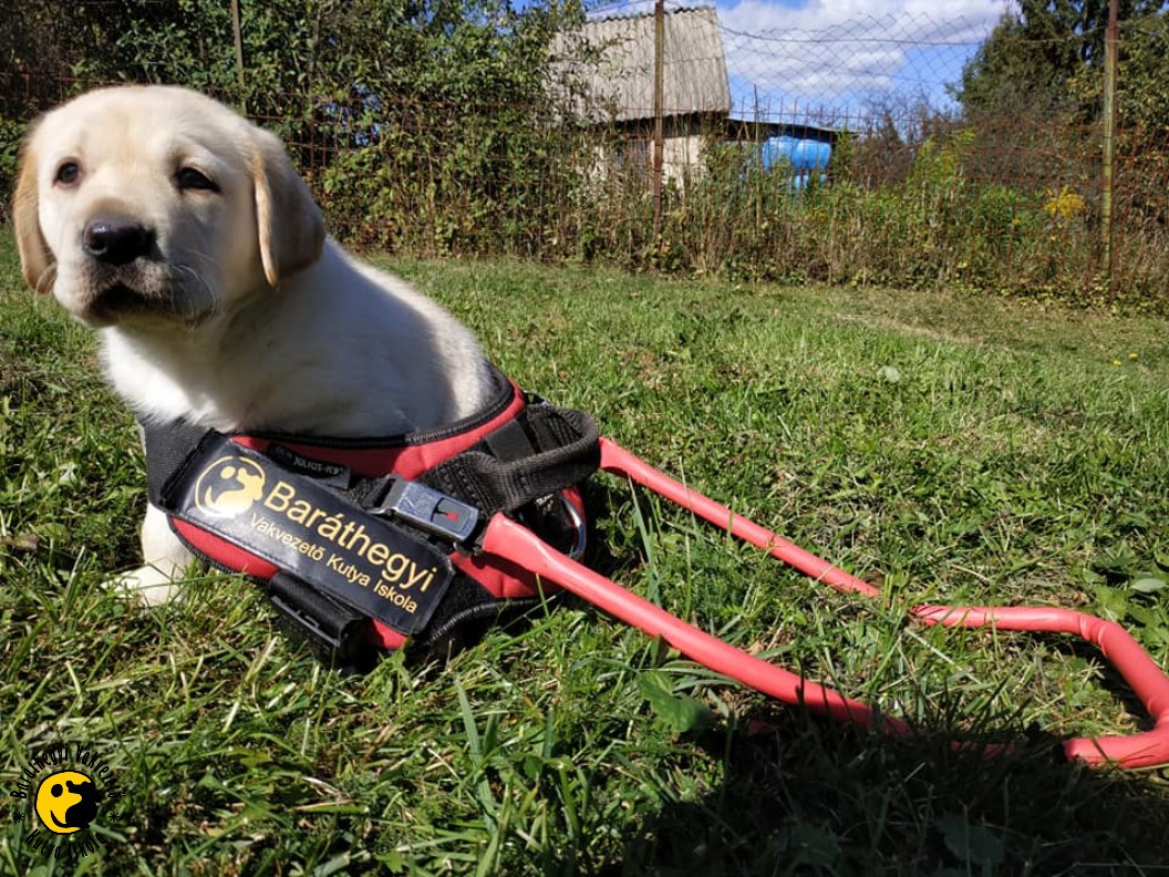 Legkisebb vakvezető tanulóink