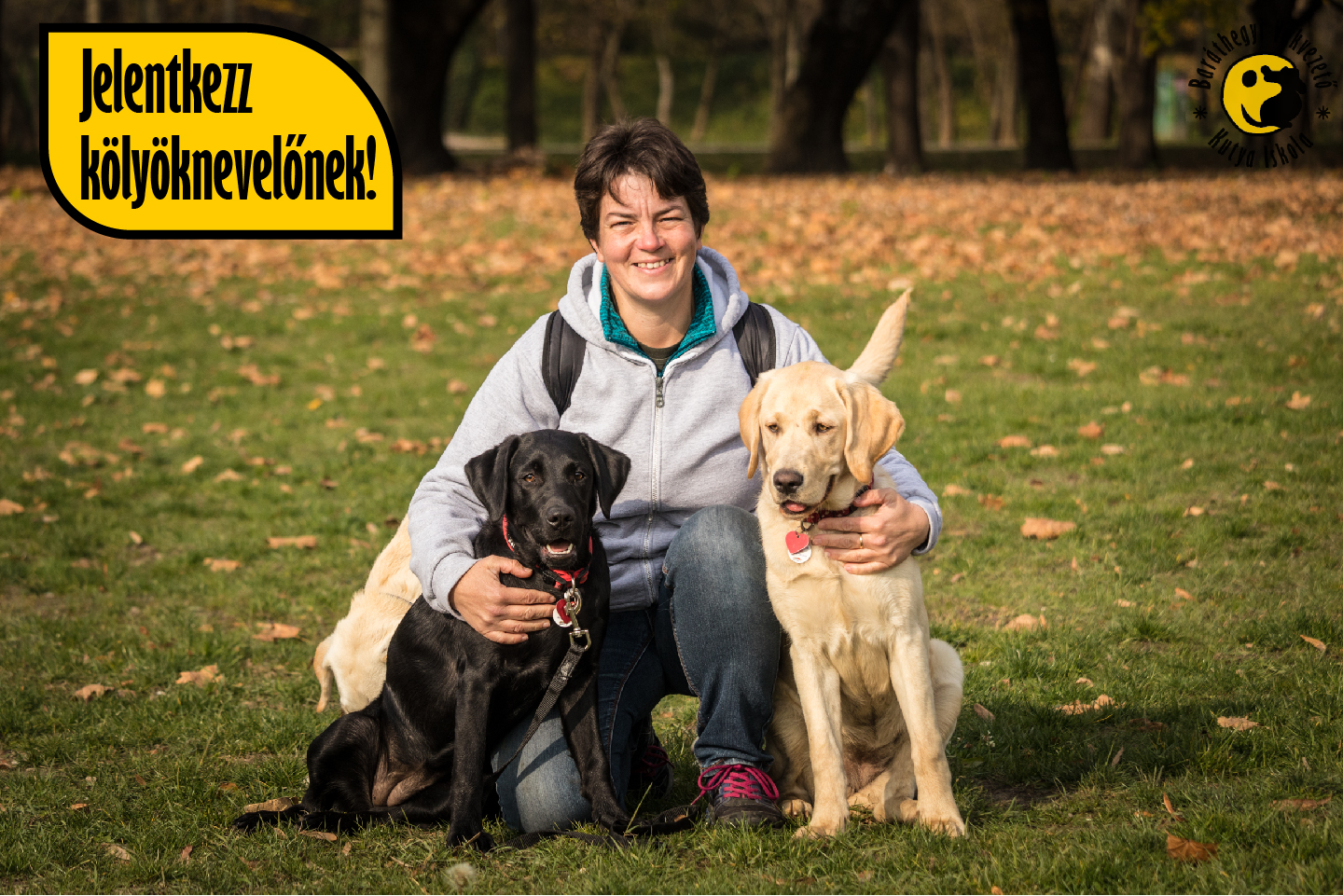 Kölyöknevelőket keresünk pici labradorokhoz decemberi és januári kezdéssel