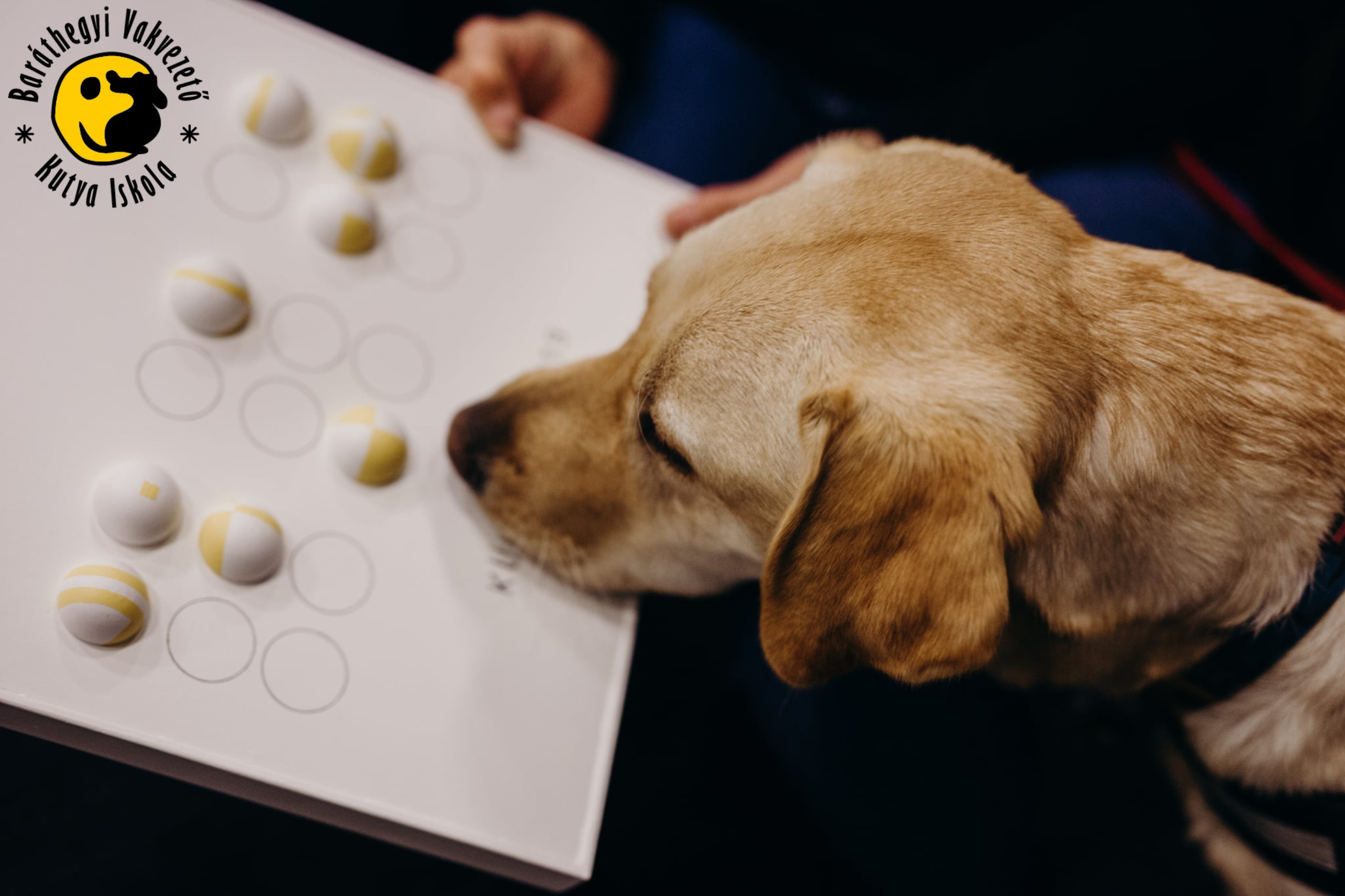 Díjat nyertünk vakvezető kutyáinkkal!
