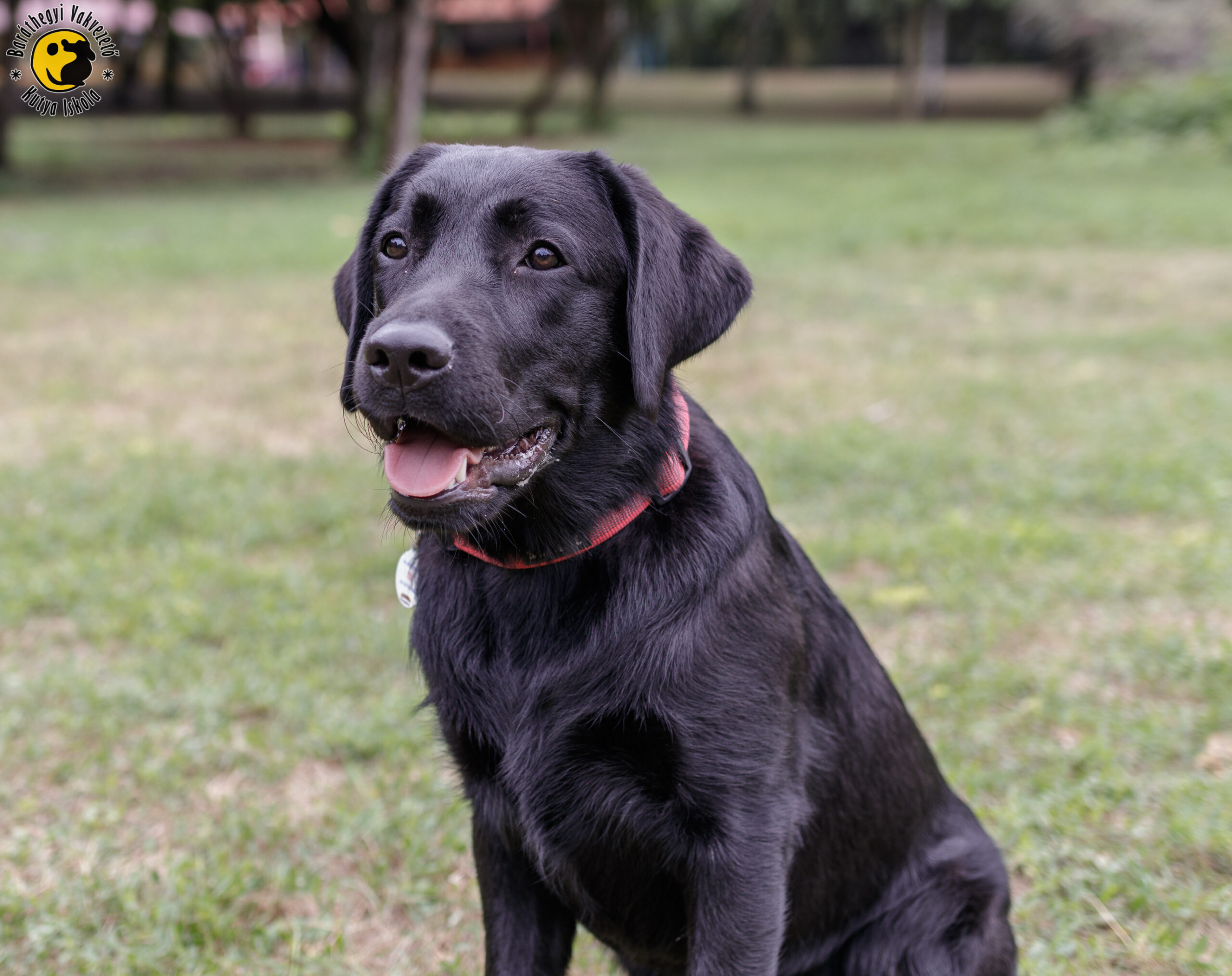 Mokka bármit megtenne a gazdi kedvéért