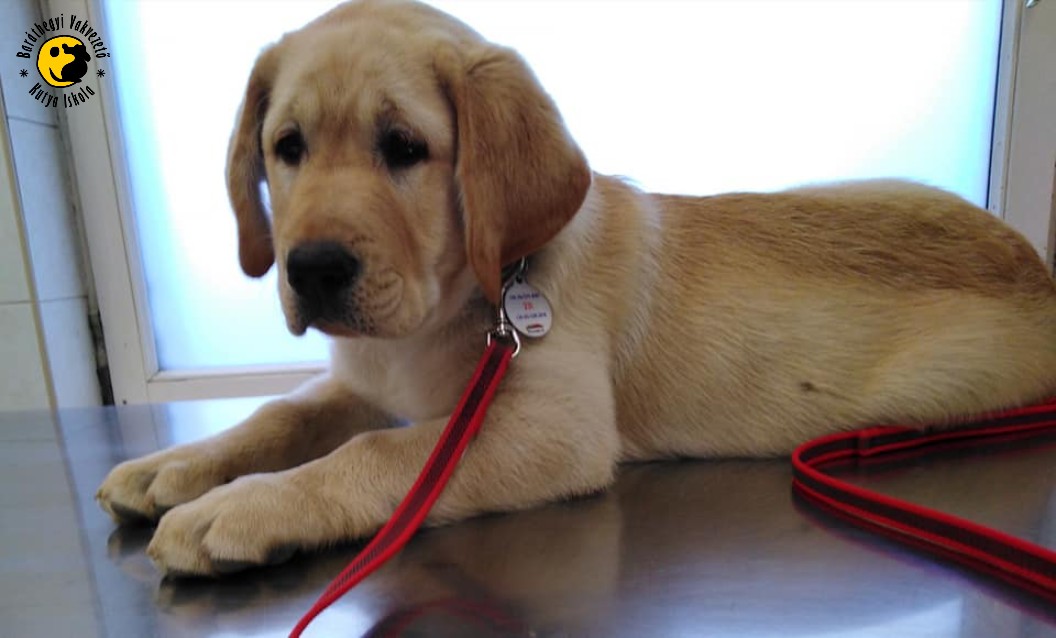 Nátán kölyöknevelőhöz költözött