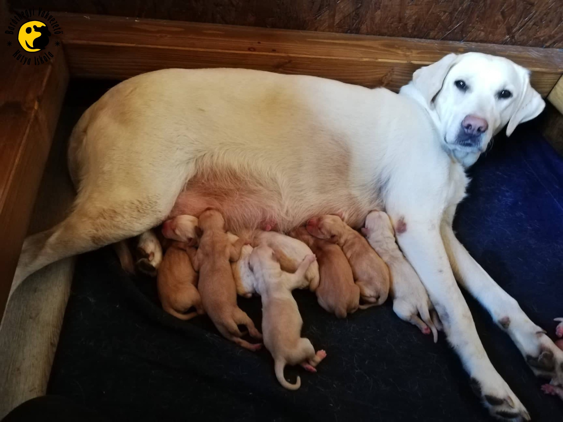 Our smallest guide-dog students were born