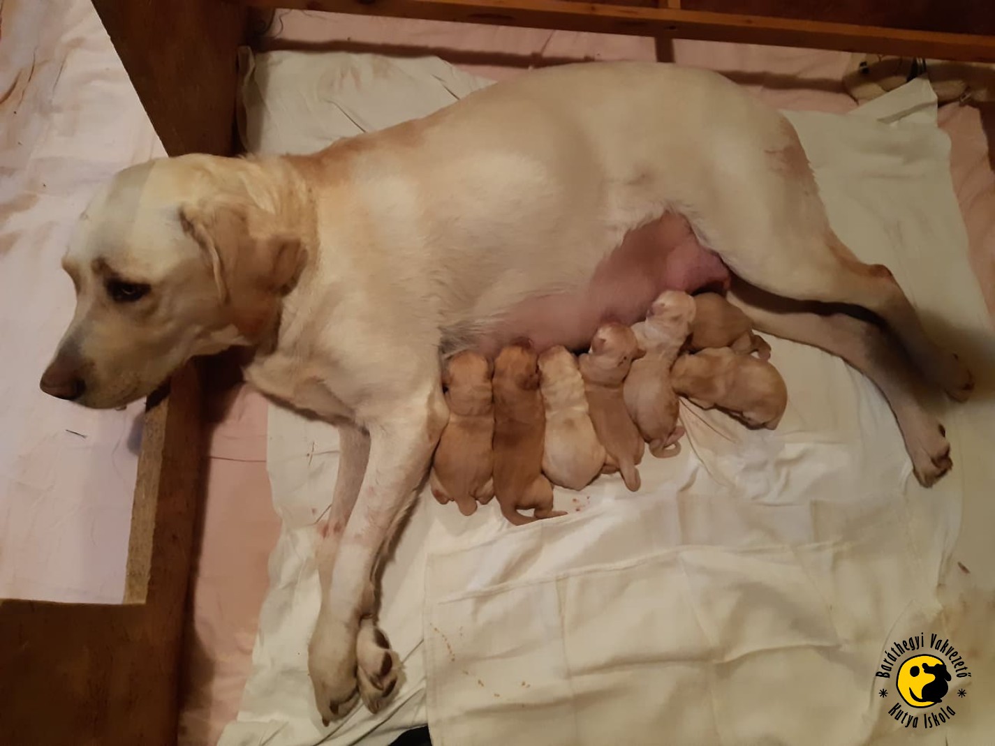 Megszülettek Winnipeg kölykei