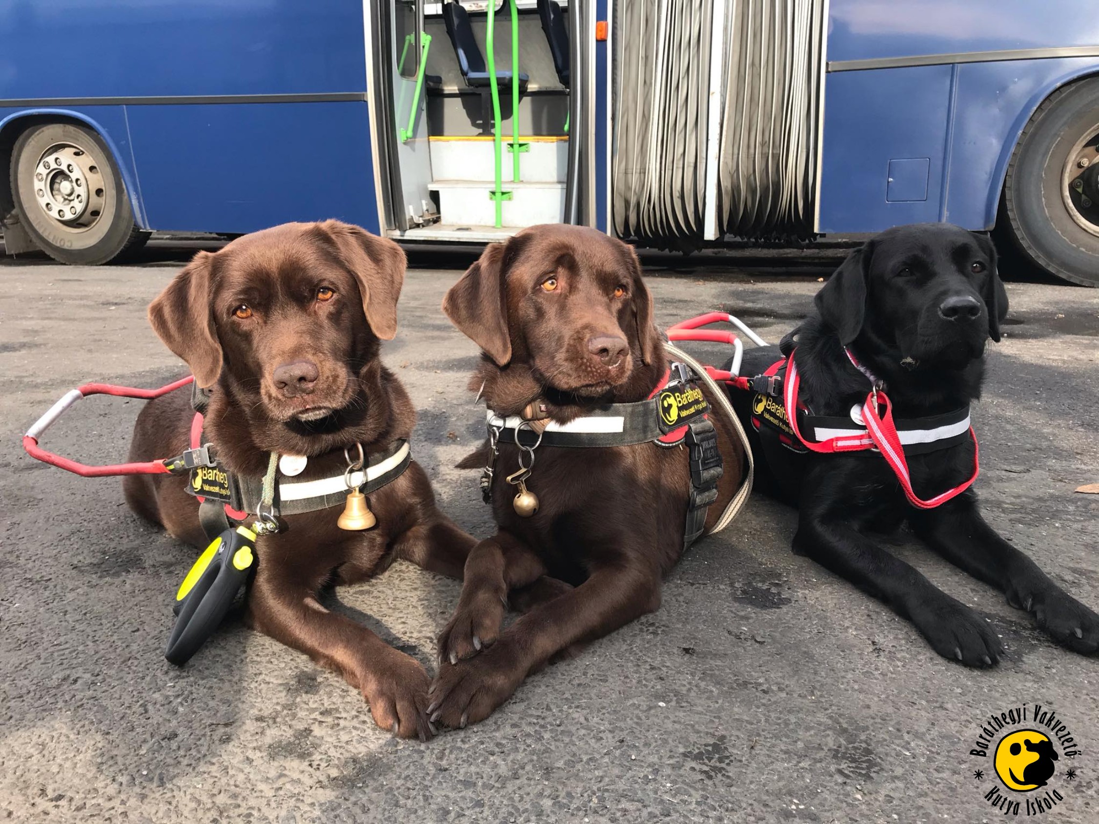 Lelkesen ismerkedtek a buszsofőrök vakvezető tanulóinkkal