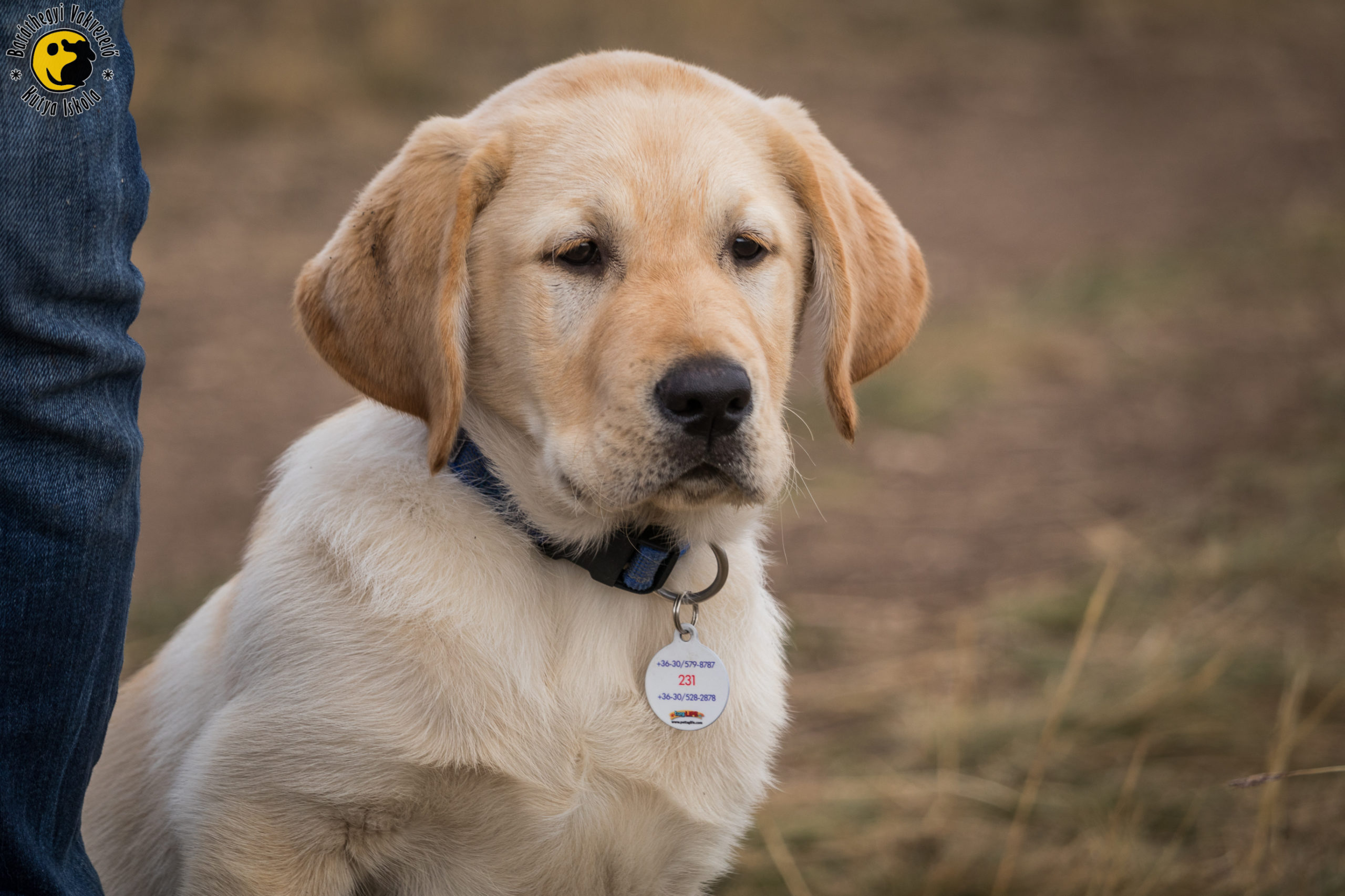 Artúrék bemutatták, hol tartanak tanulmányaikban
