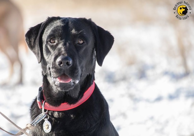 Dolly a gyönyörű fekete labrador büszkén tekint a kamerába