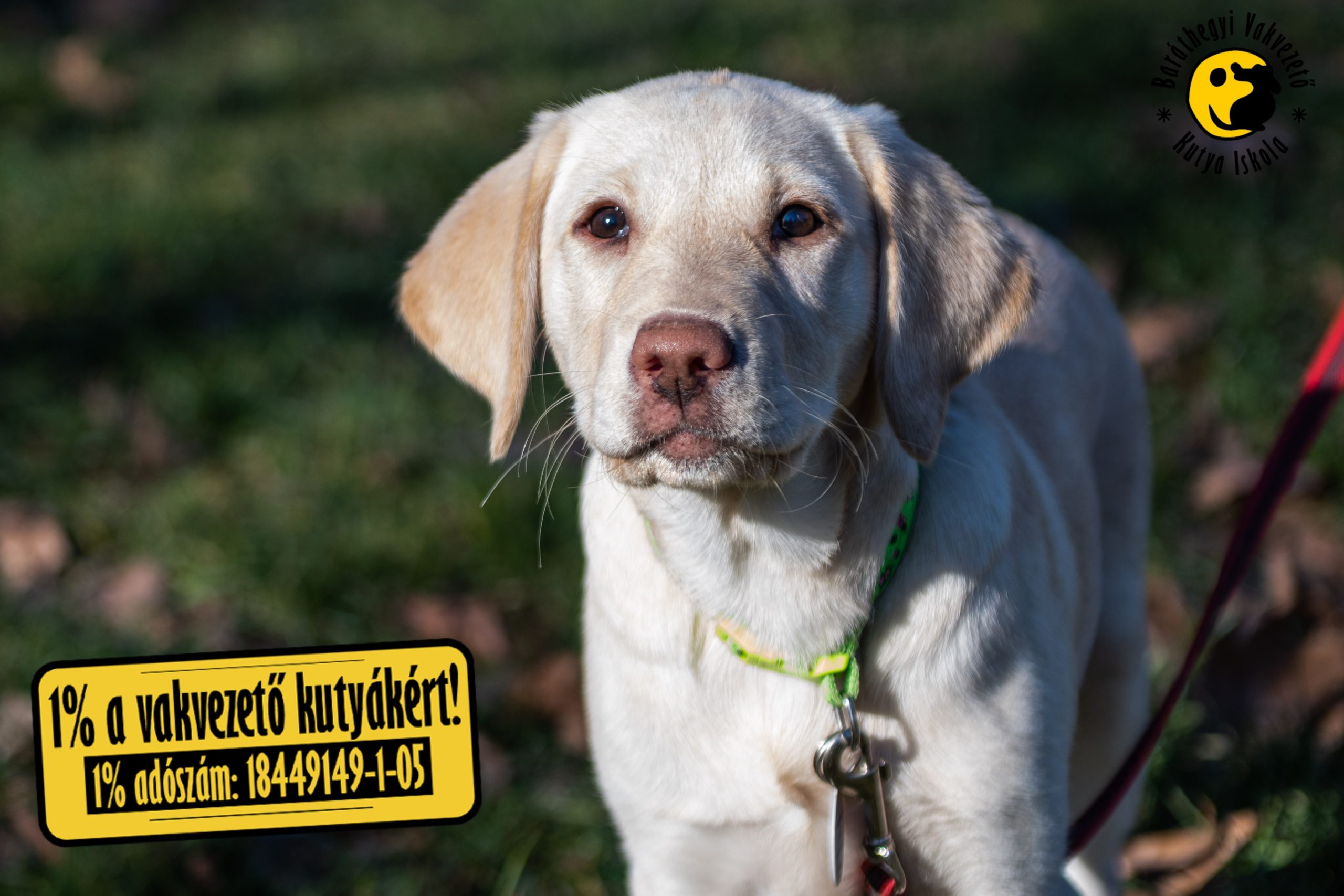 Apró labradorkölykök lepték el a Hajógyári-szigetet