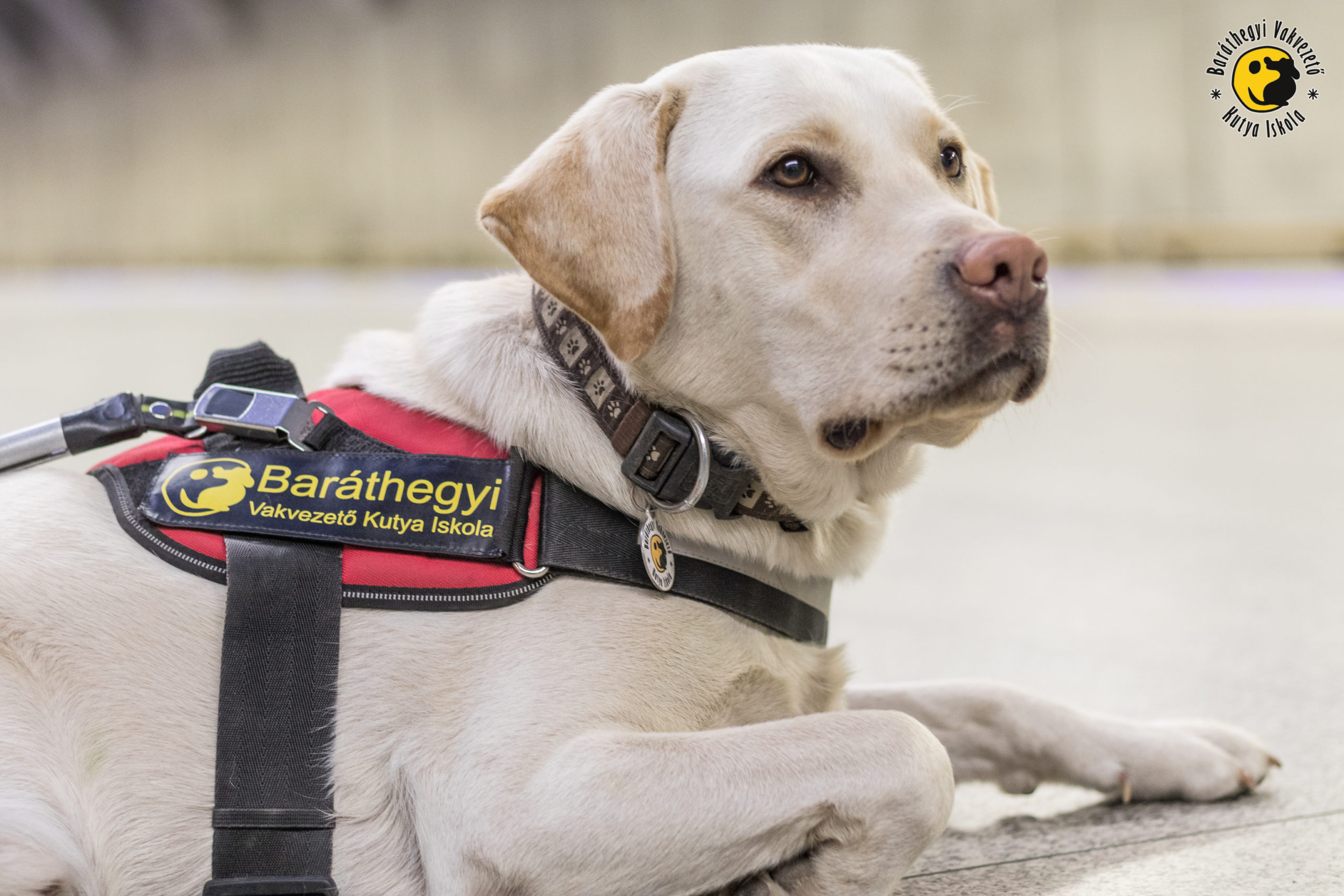 Let the guide dogs in too