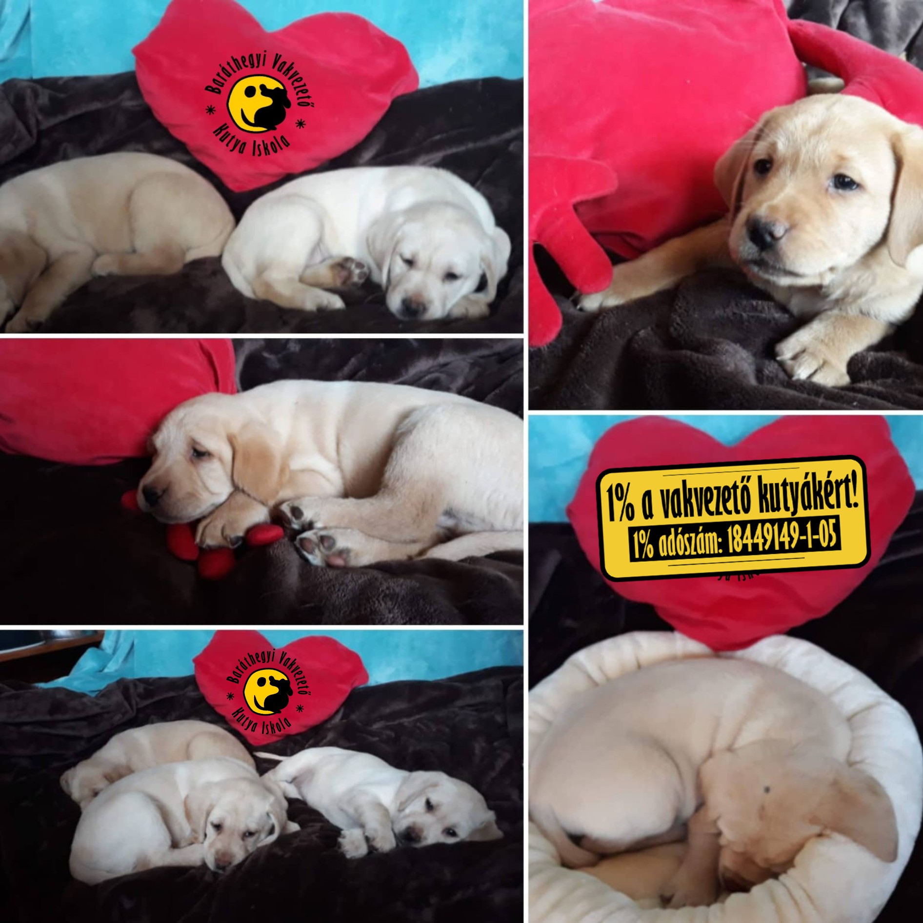 Bóbita kutyánk megmutatja, hogyan adjunk stílusosan nevet a kölyköknek