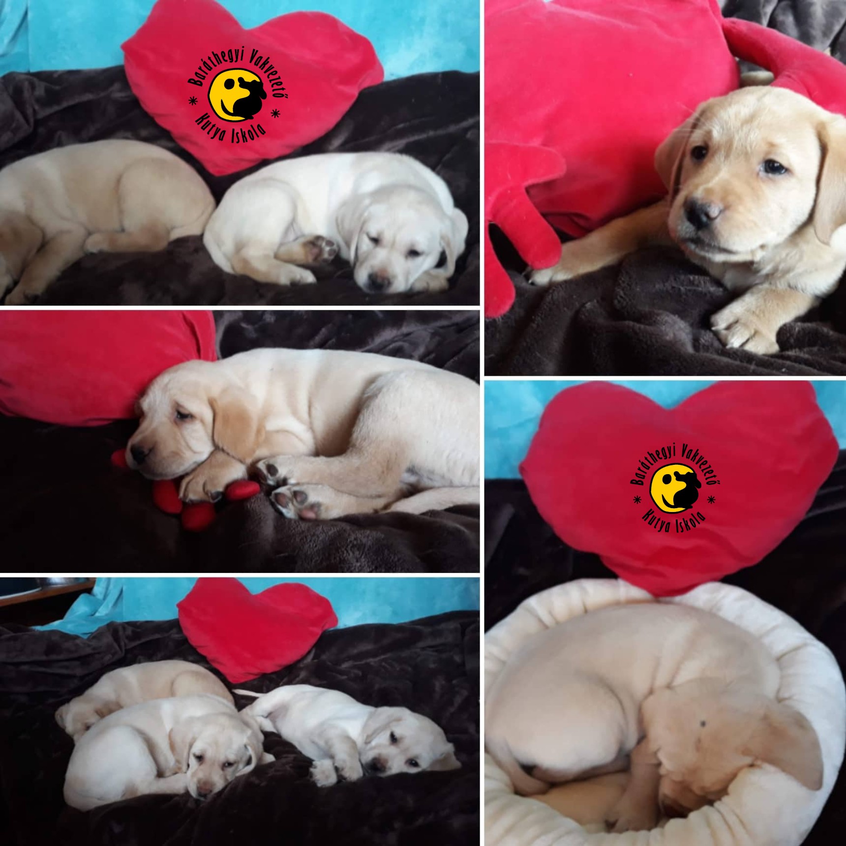 Our Bóbita dog shows you how to name your puppies in style