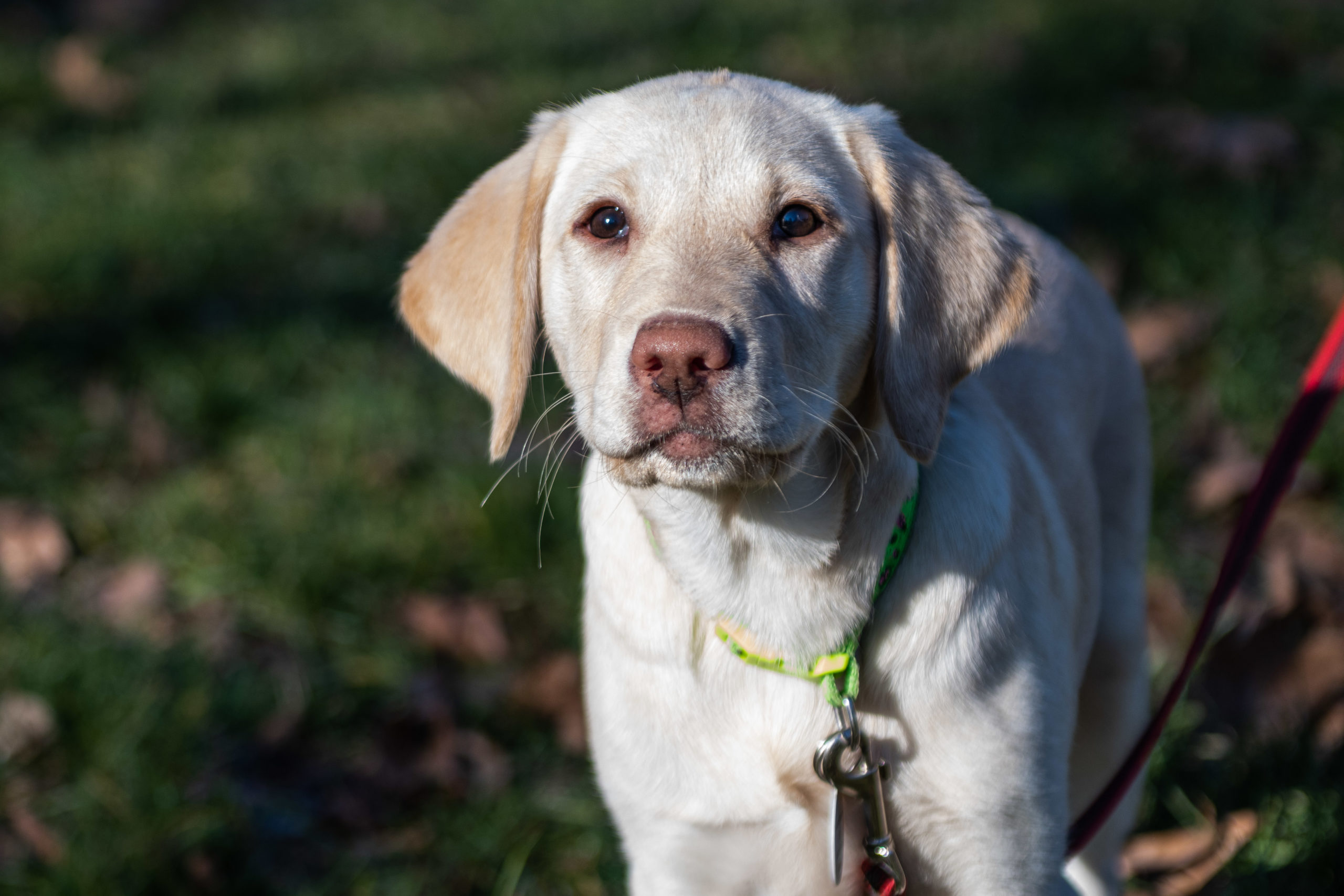 Tiny Labrador puppies take over the Island