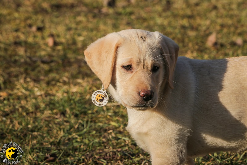 The O-litter introduces themselfes