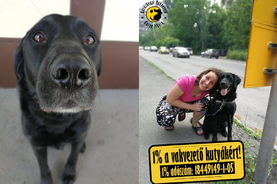 Dia and Bagira successfully pass their traffic safety exam