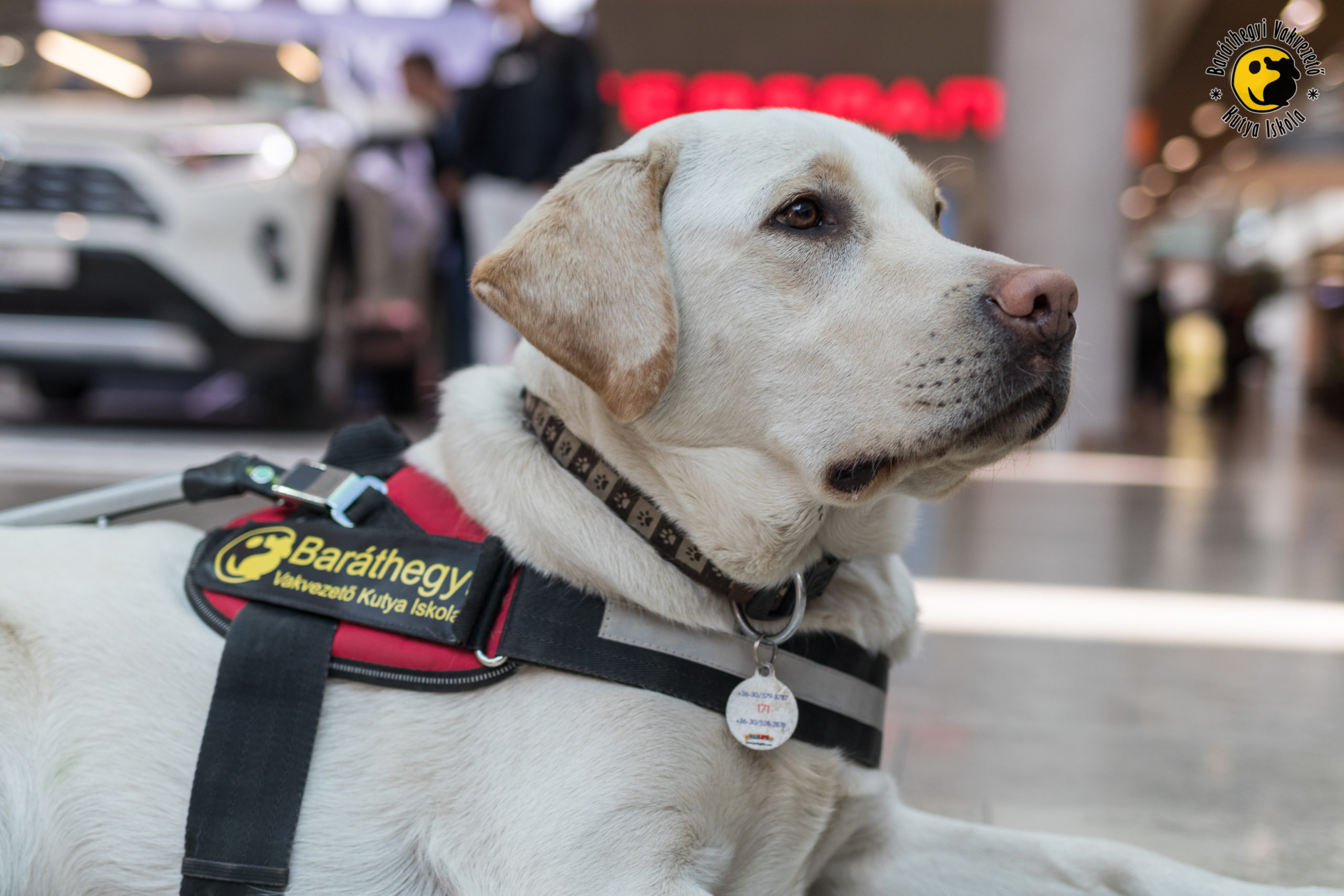 Let the guide dogs in too