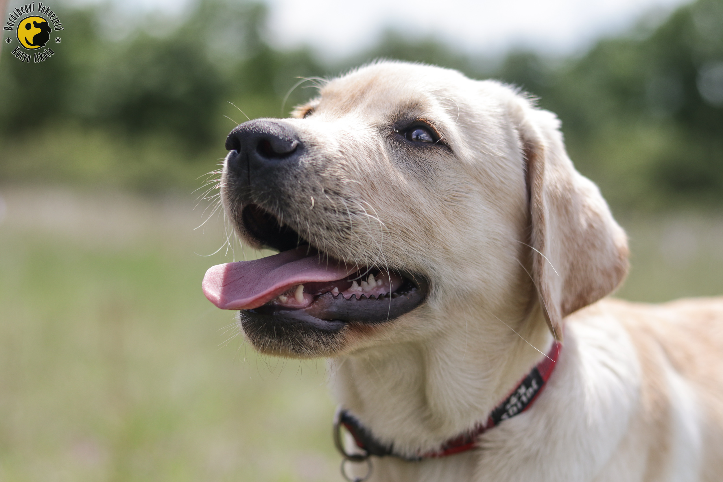Müzli Hits the Road to Become Guide Dog