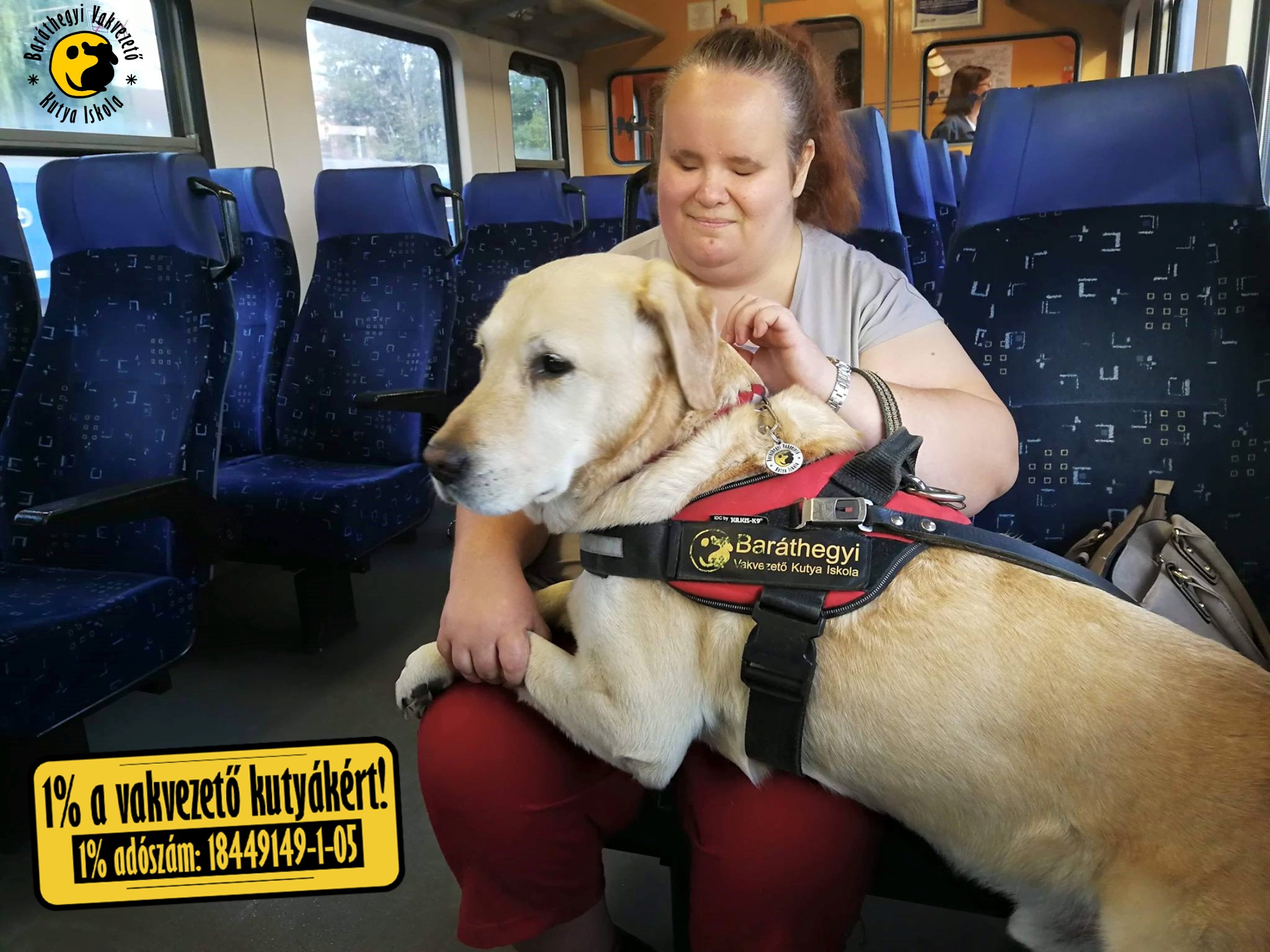 Guide dogs are most at risk when they have rest