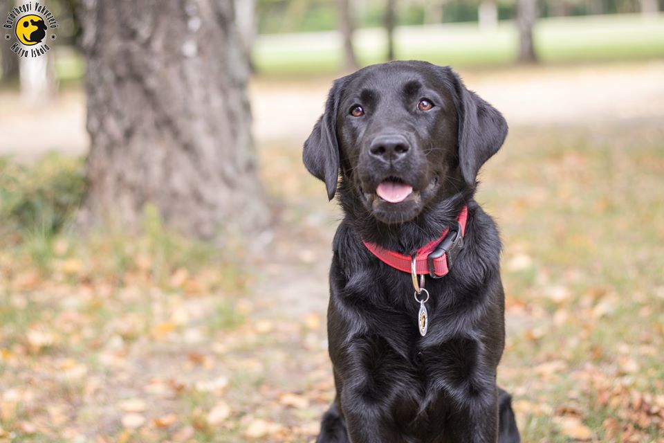 Milka kiképzőnél folytatja a tanulást