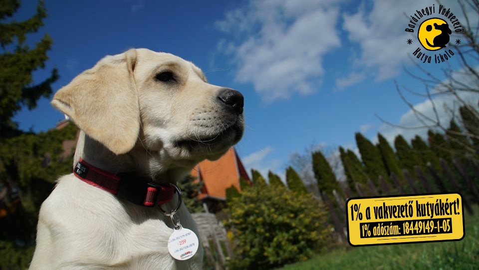 Bemutatkozik az R betűs alom