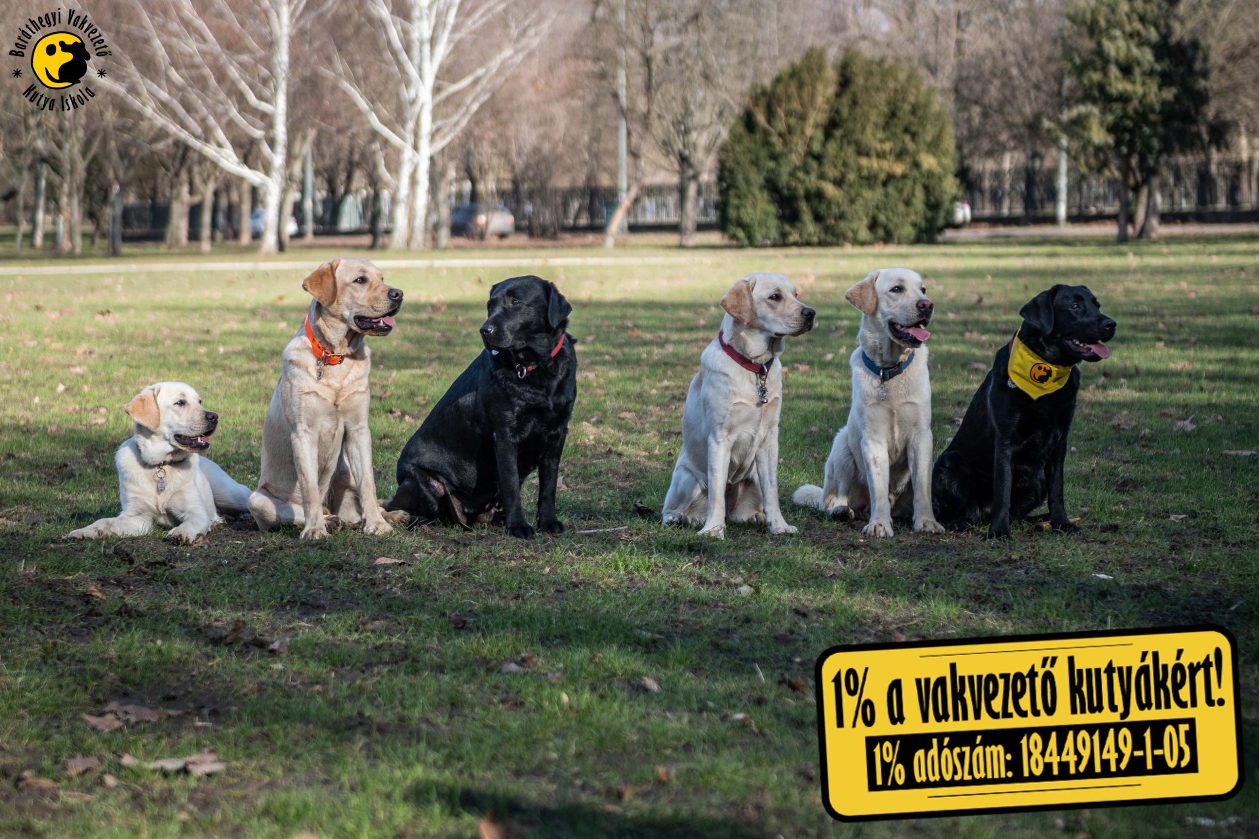 M betűs kutyáink a tanulás következő szakaszába léptek