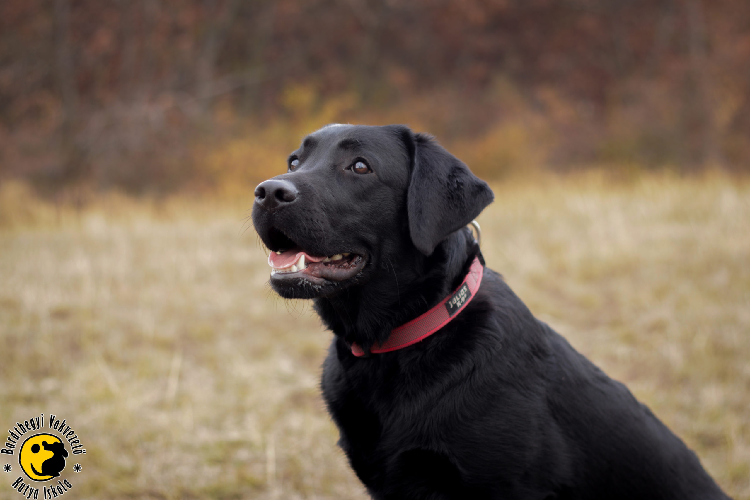 Mokka nagyon szeret tanulni