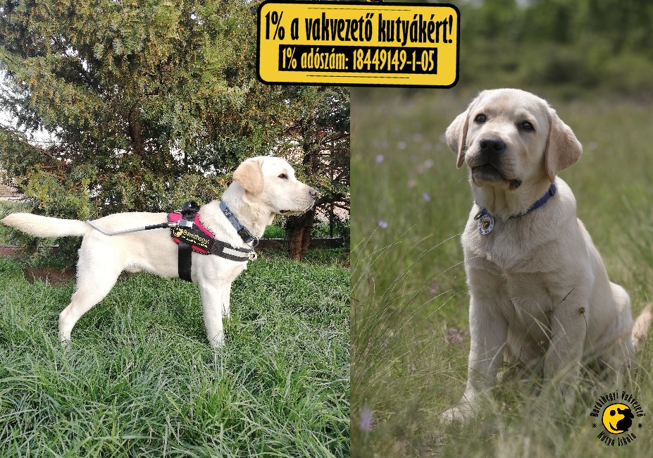 Mítosz megkezdte egyetemi tanulmányait