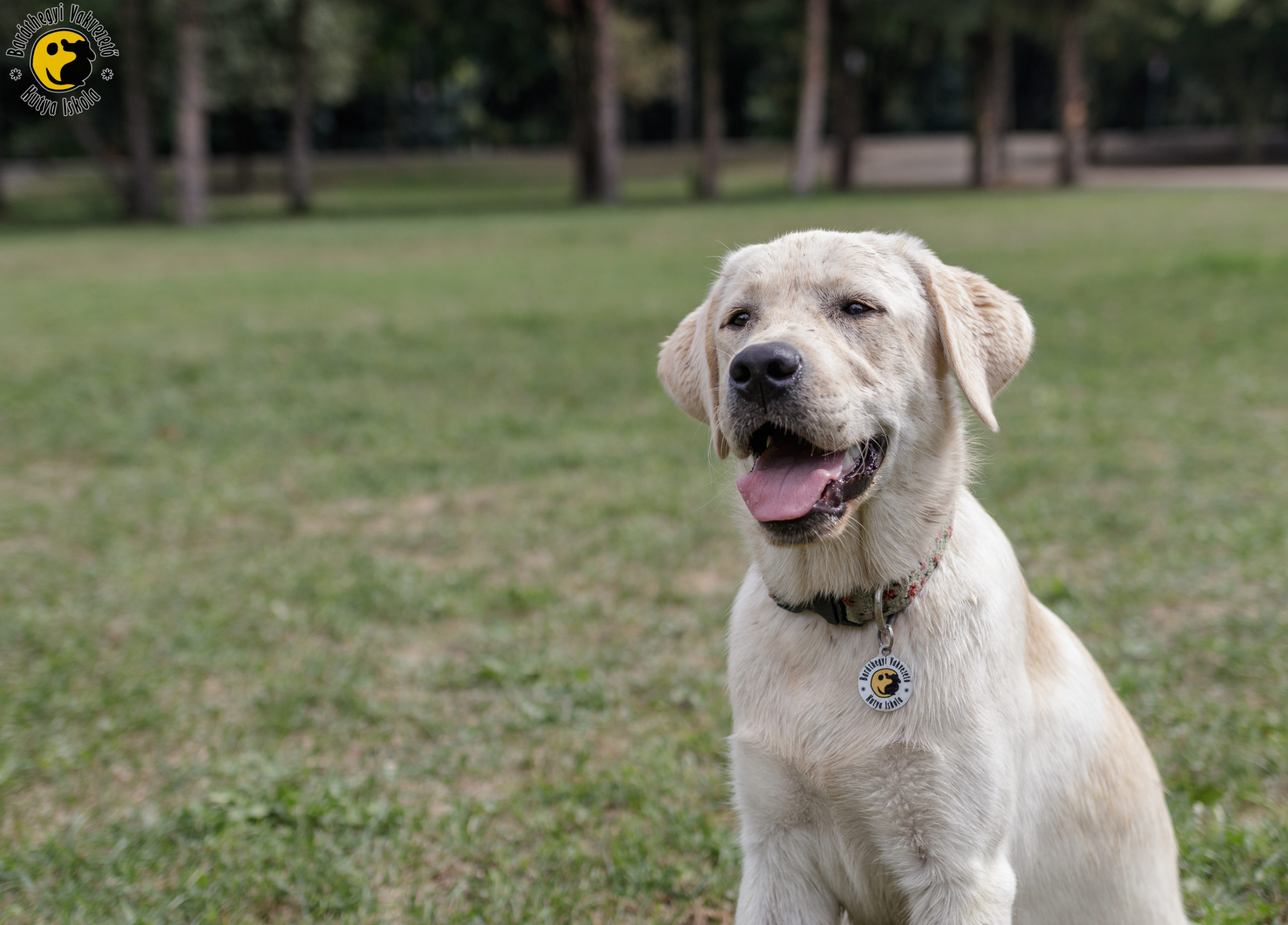 Mese, a királykisasszony