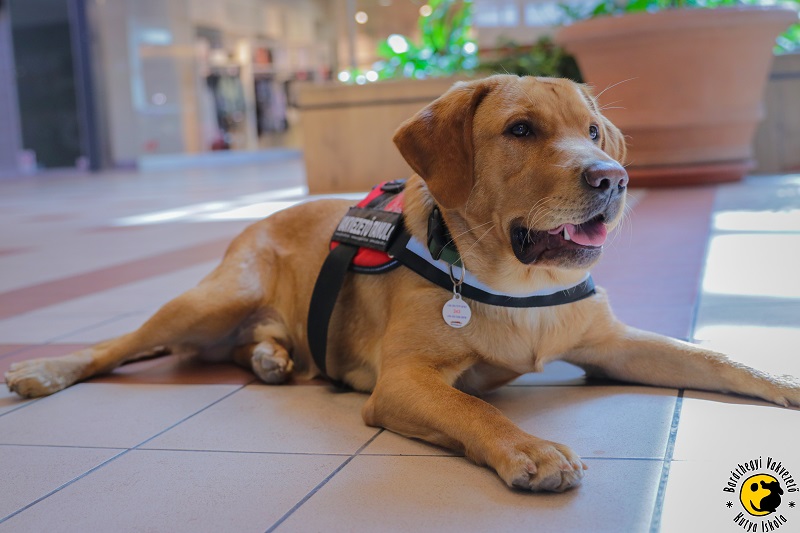 How to train our guide dogs in the hot summer weather