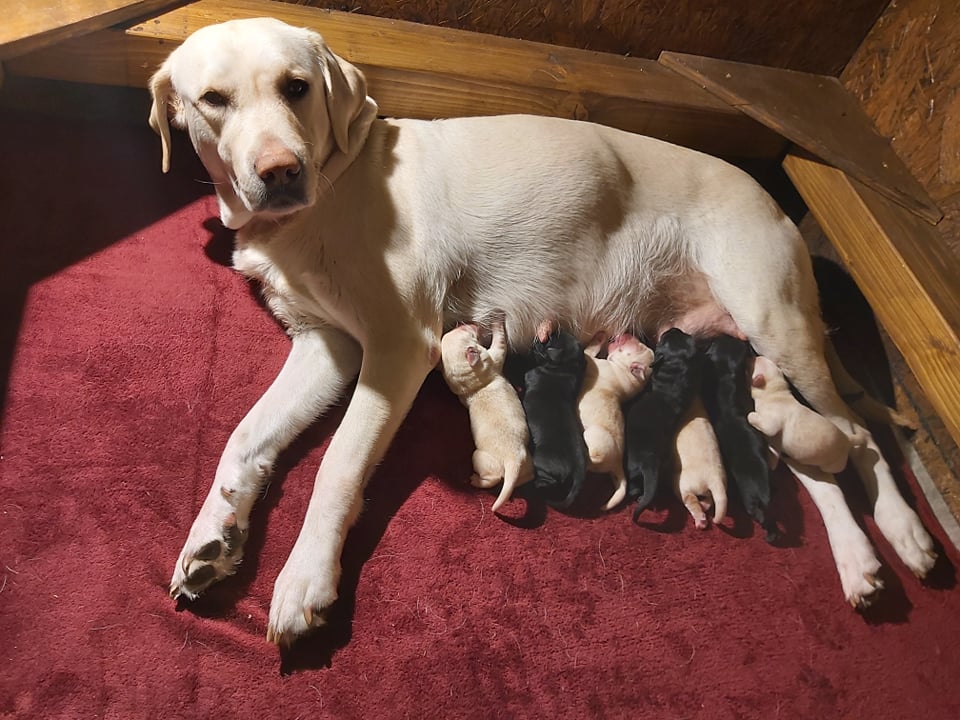 The Newest generation of guide dogs was born