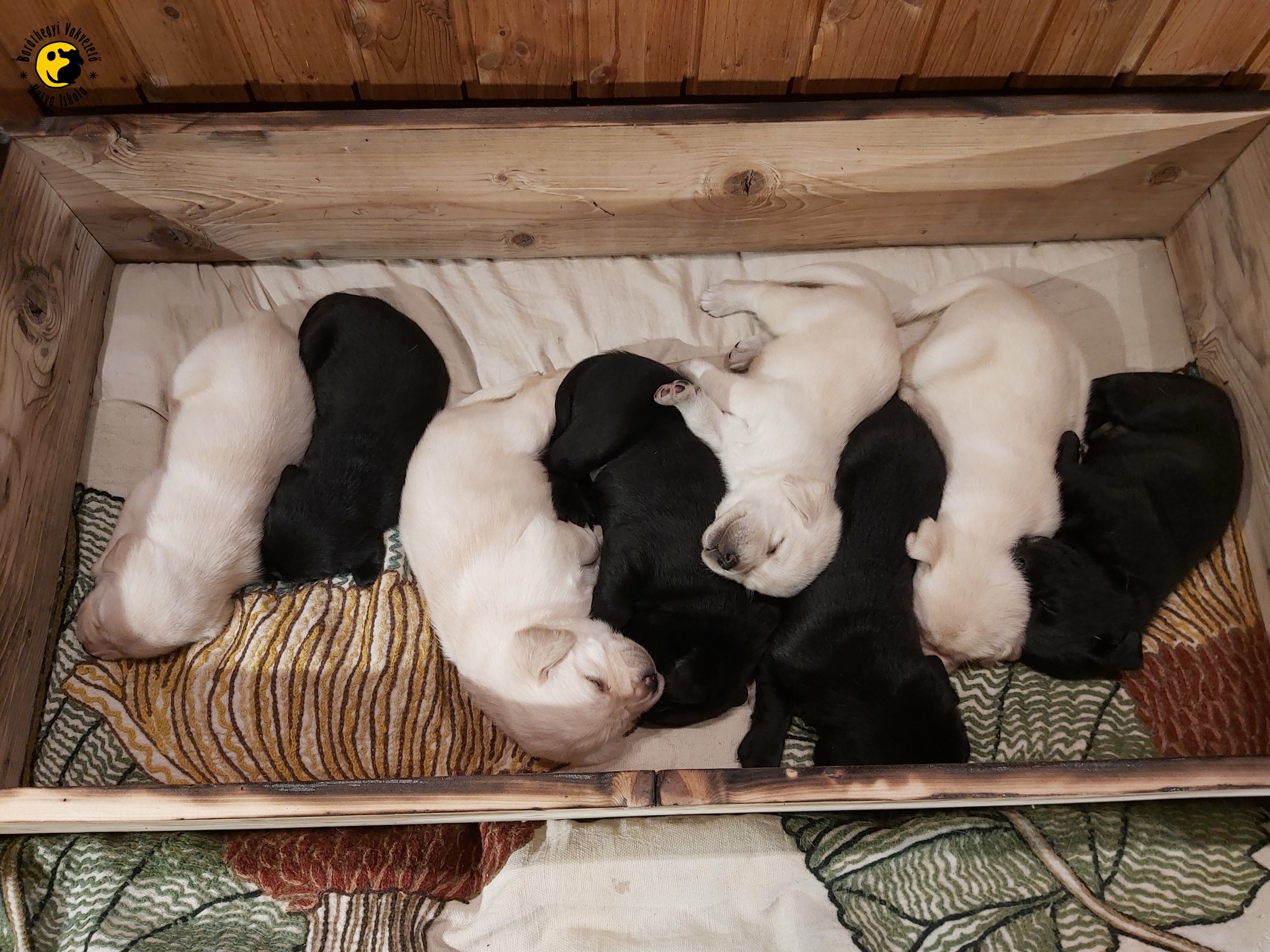 Ma 4 hetesek a kölykök!