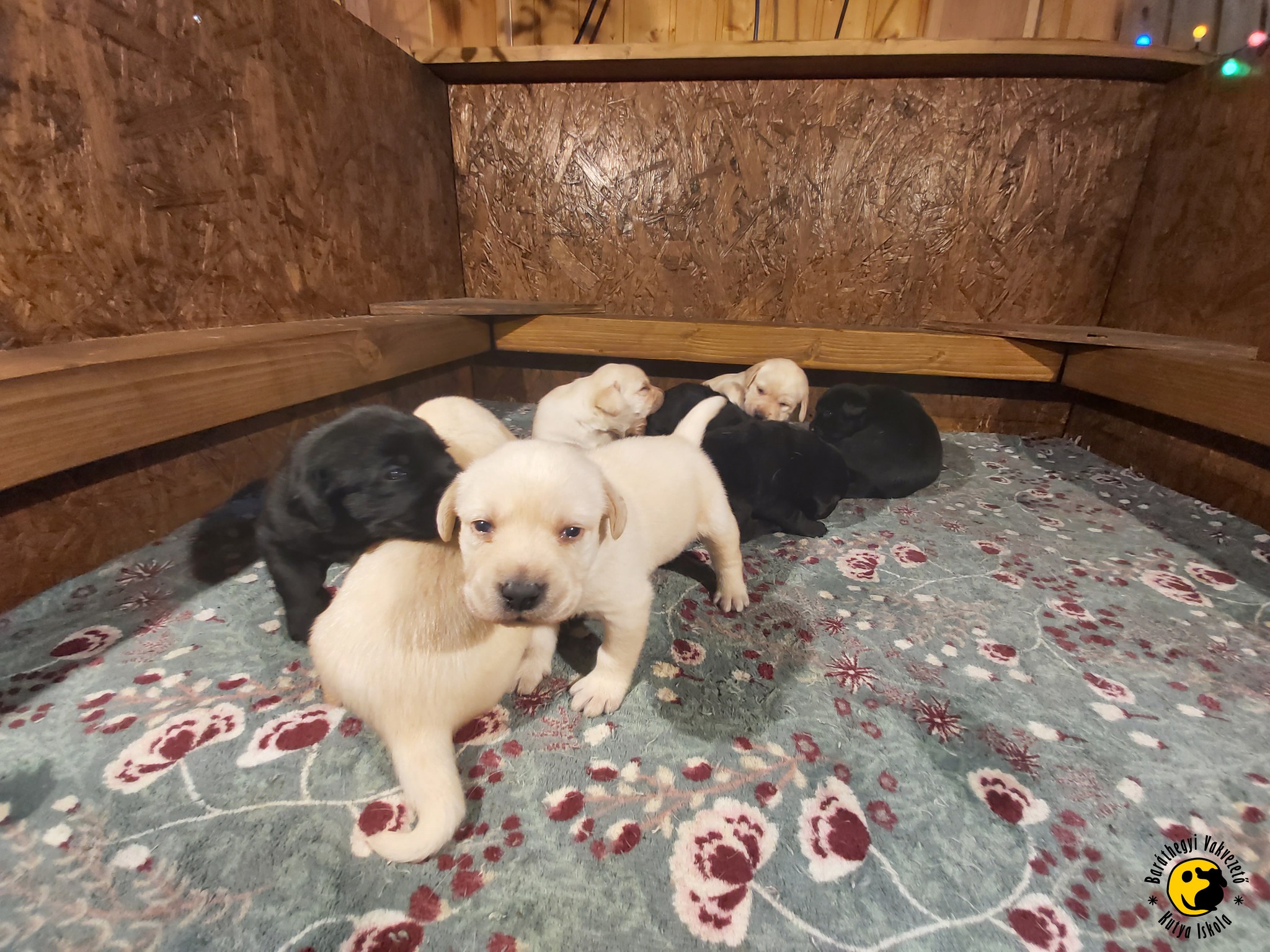 Már látják a Mikulást: kinyílt a szemük a vakvezető kölyköknek