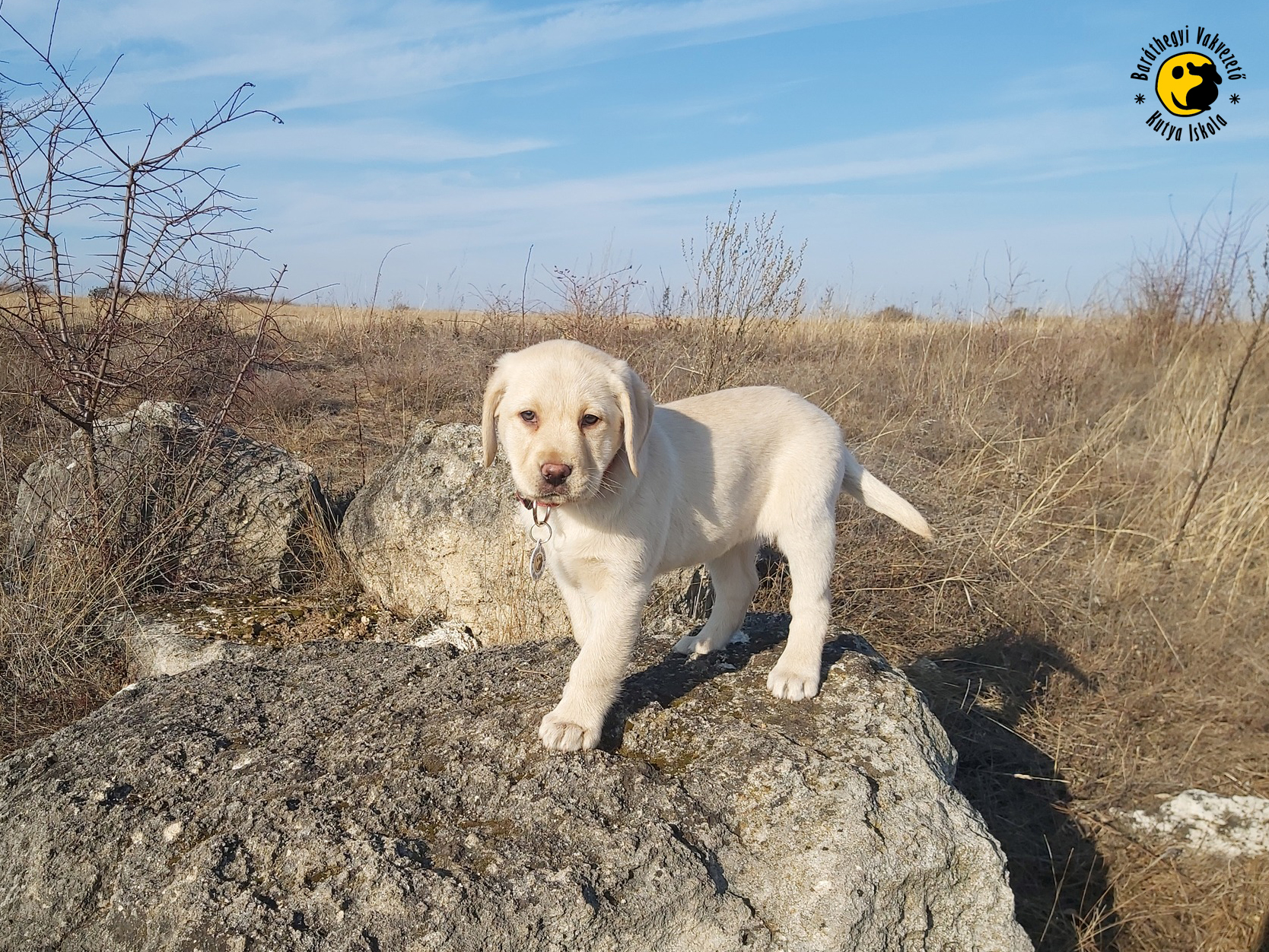Leendő vakvezető kutyáink óvodába mentek!