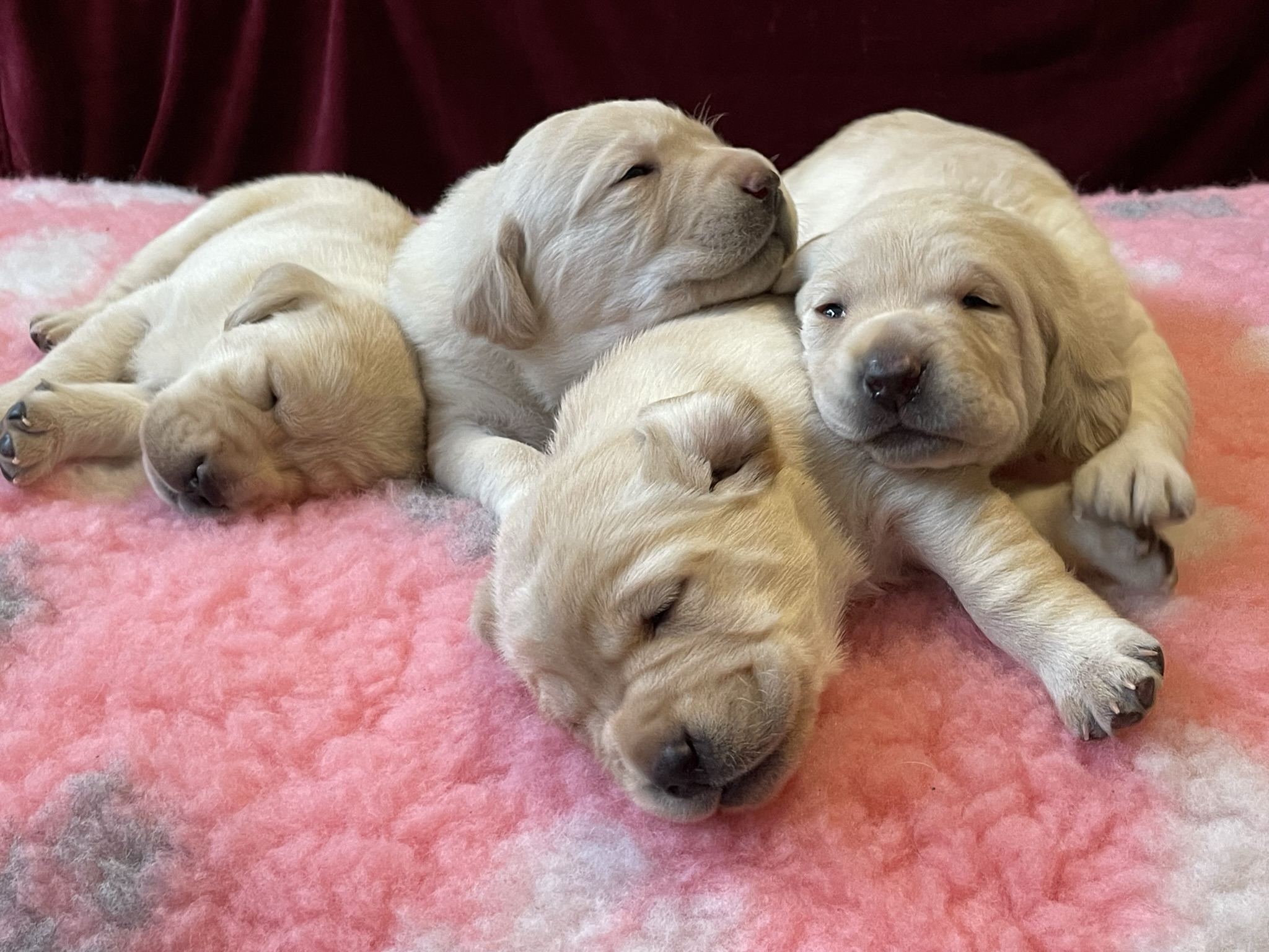 Kinyílt a szeme Winnipeg kölykeinek  