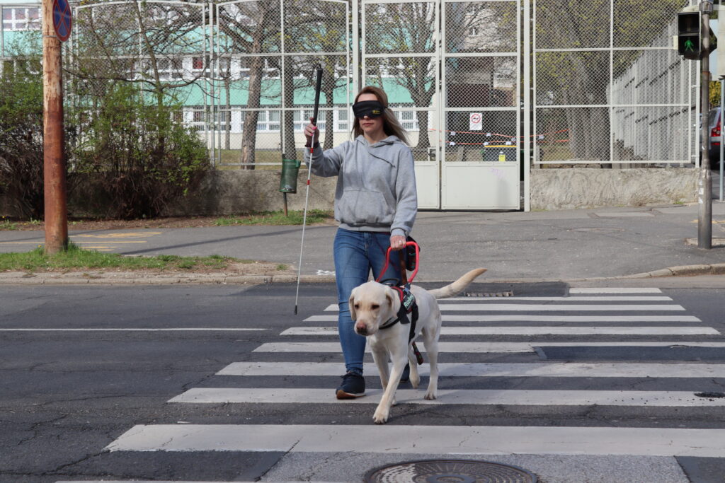 Vakvezető tanuló kutya átvezeti a zebrán a kiképzőjét