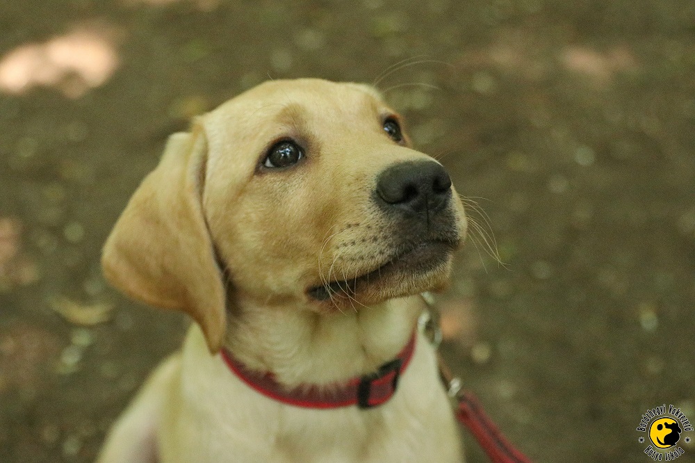 A Big Adventure for Our Youngest Pups