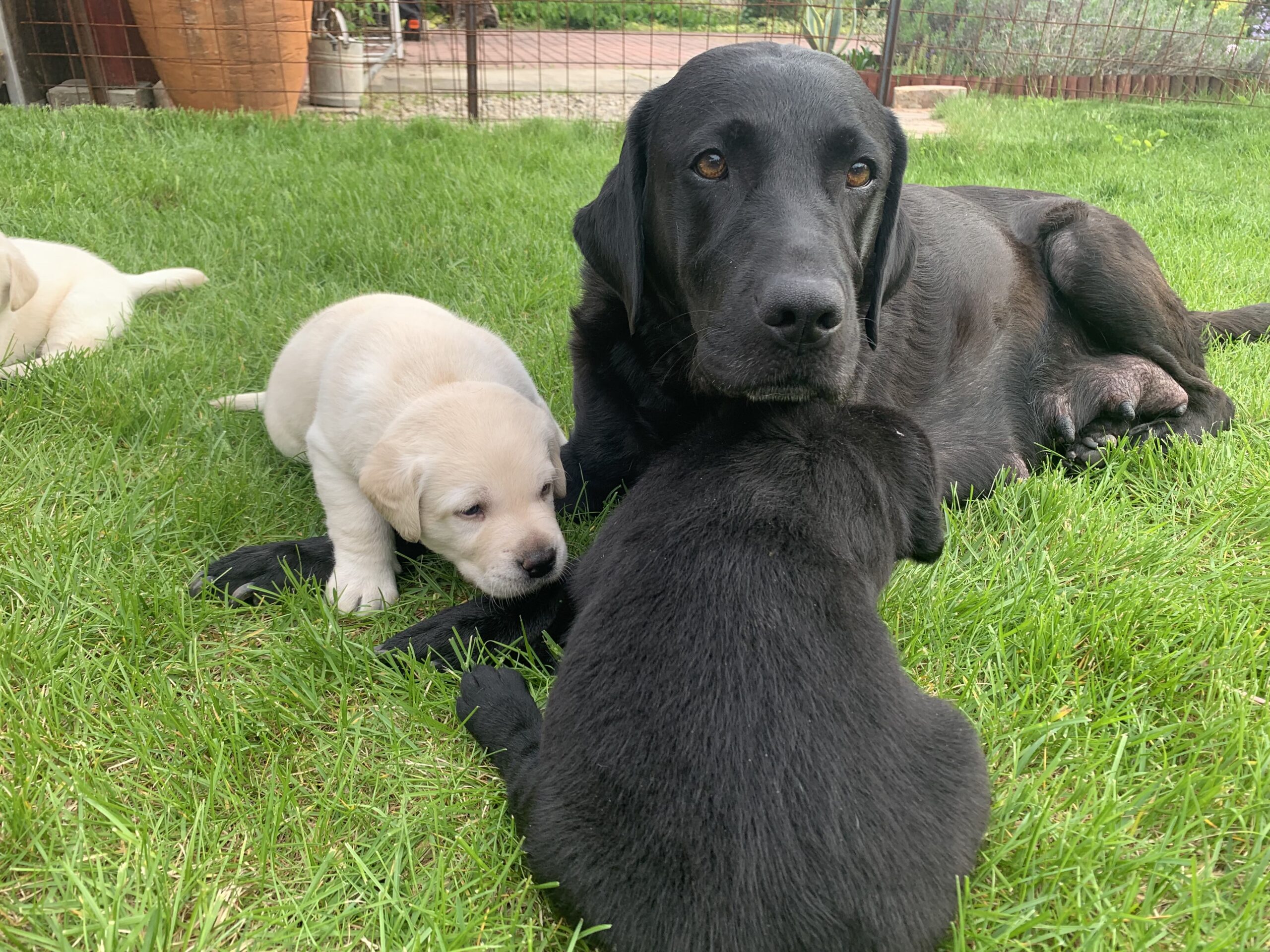 Ők a legkisebbek – vakvezető kutya lesz belőlük