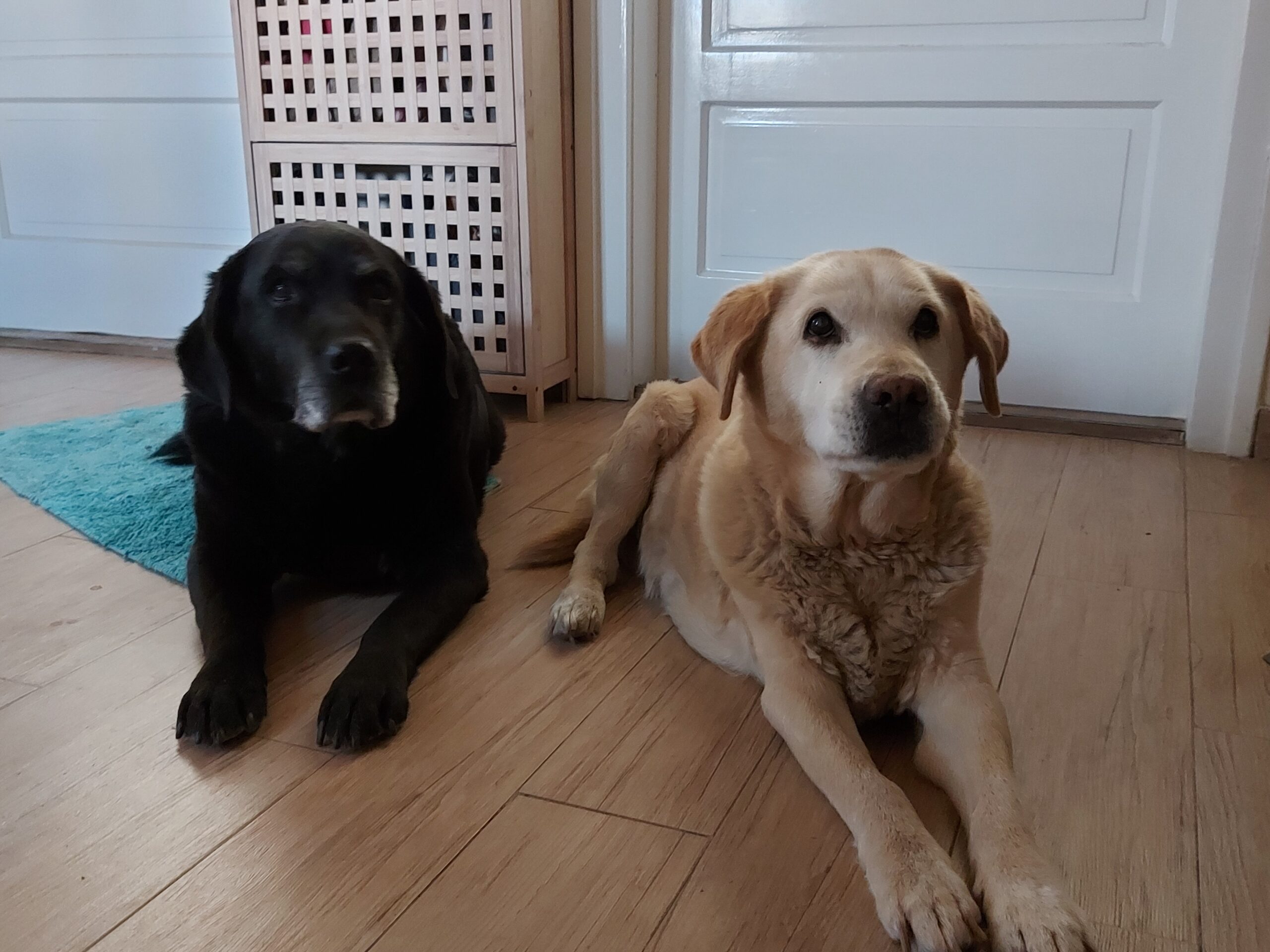 Élet egy gazdival vagy kettővel – így élnek a mi nyugdíjas vakvezetőink