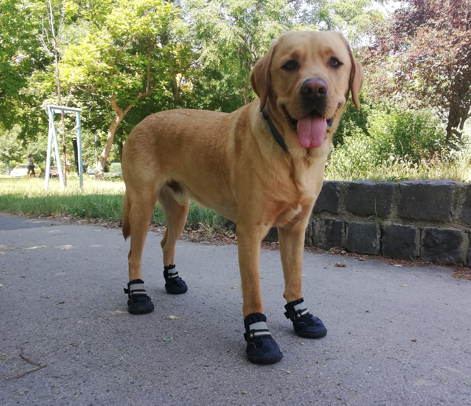 Cipővel védik a forróságban vakvezető kutyáikat