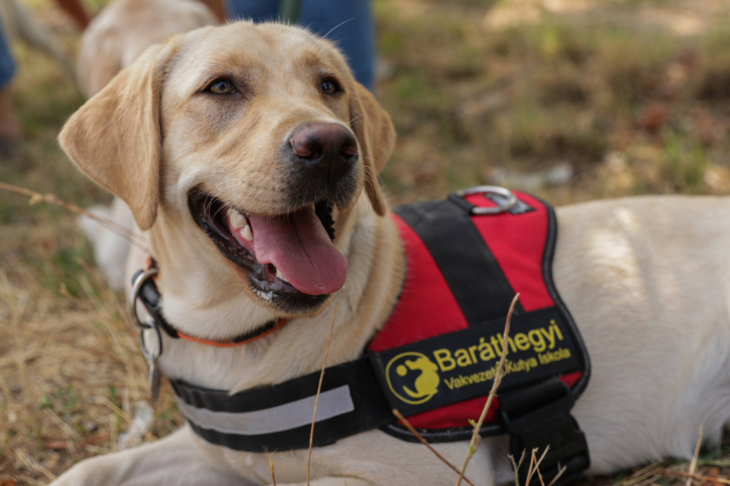 101 vakvezető kutya – első rész